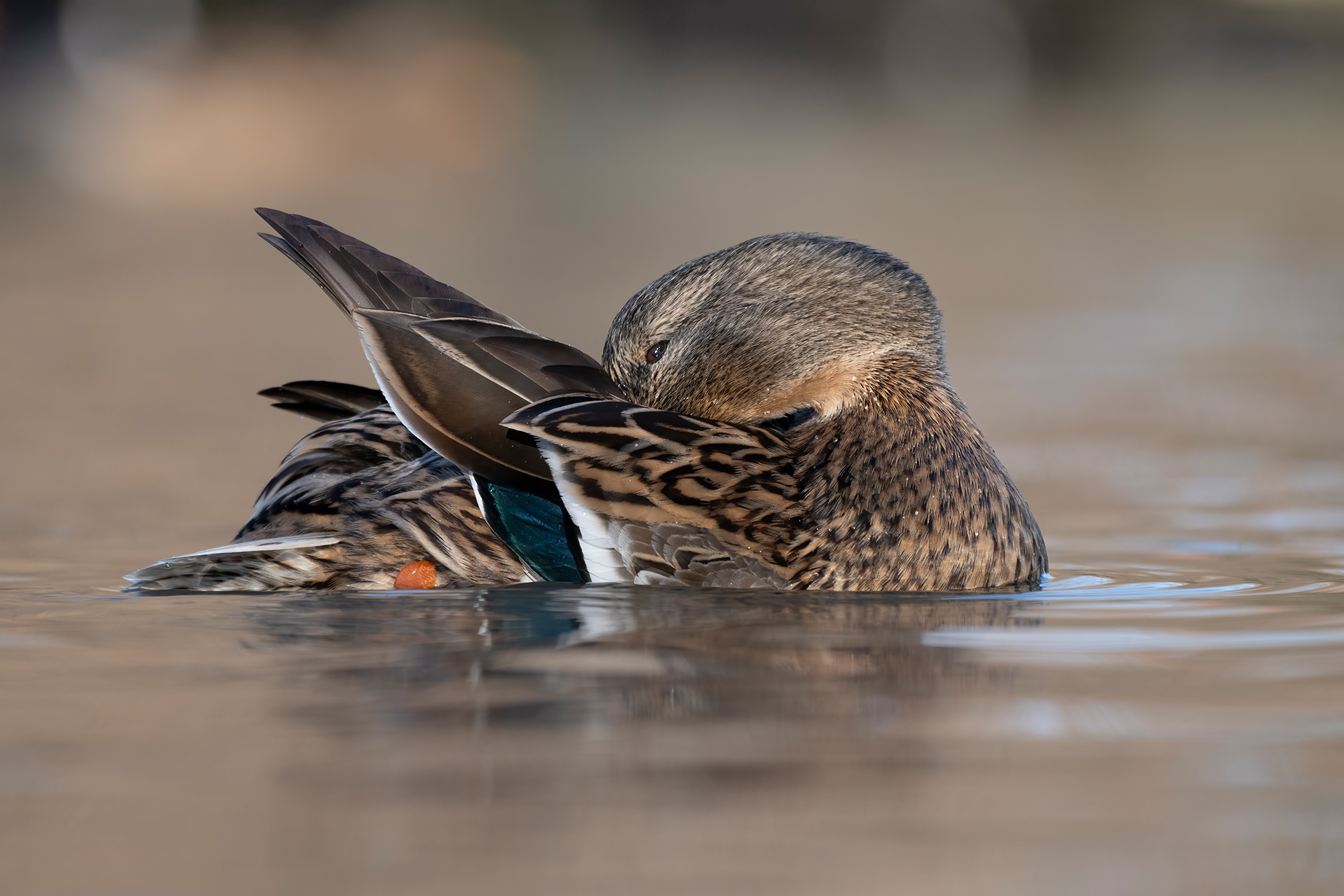 Mallard