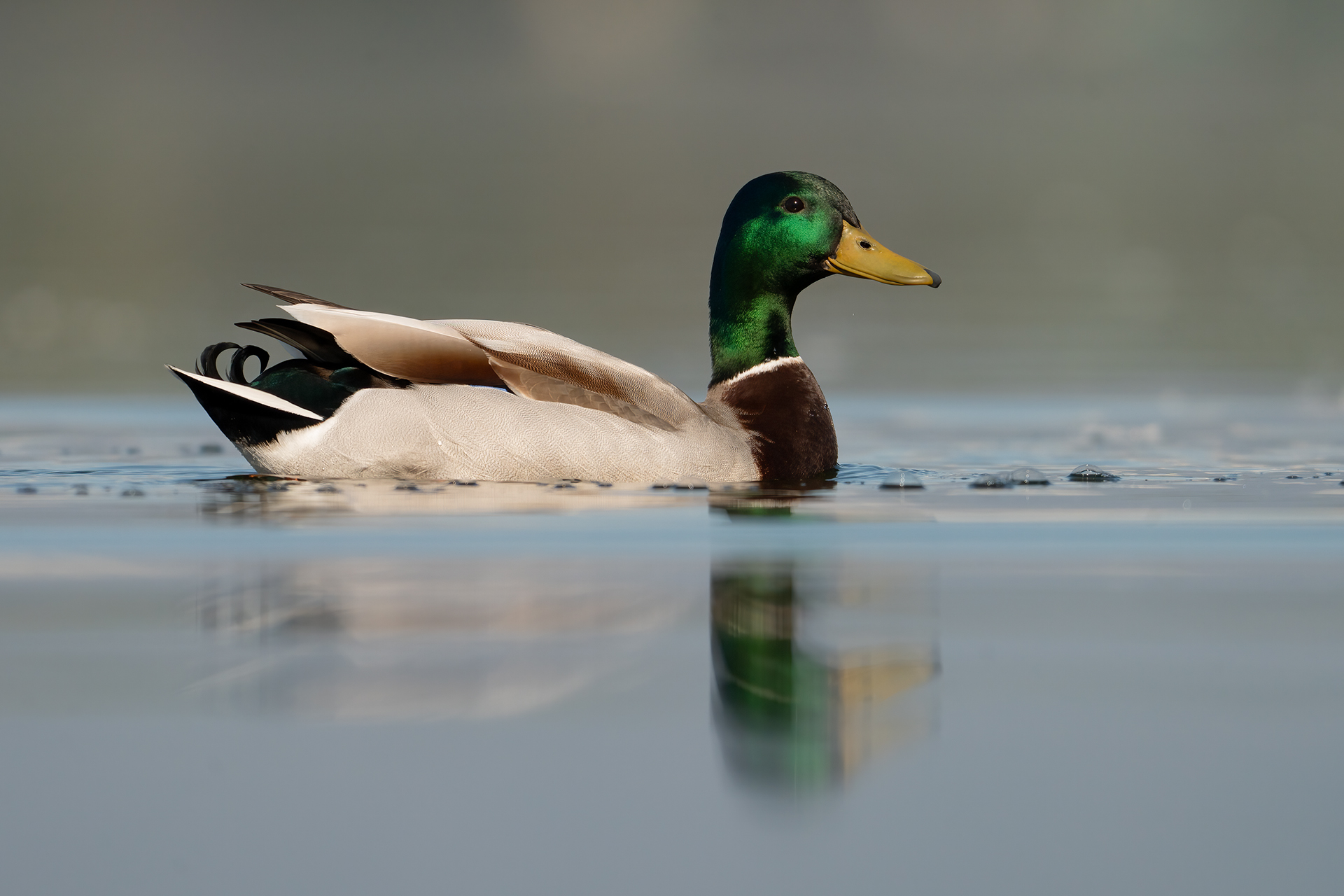 Mallard