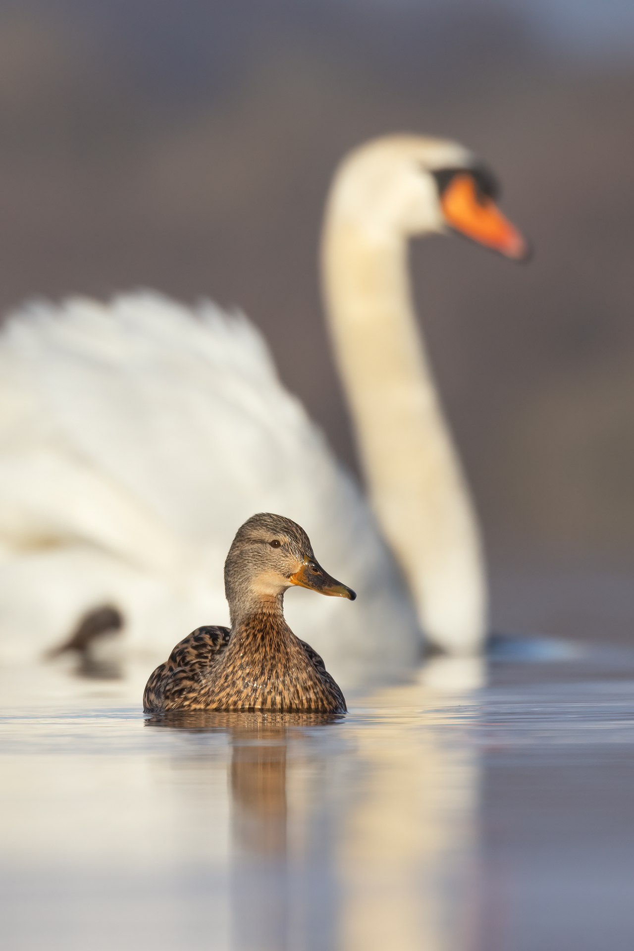 Mallard