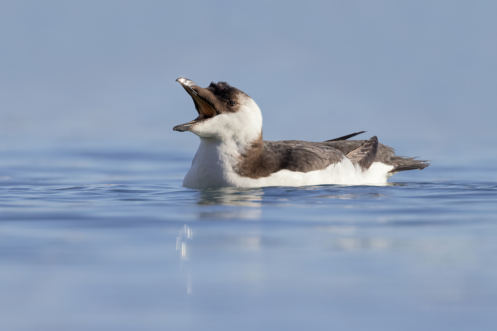 Razorbill