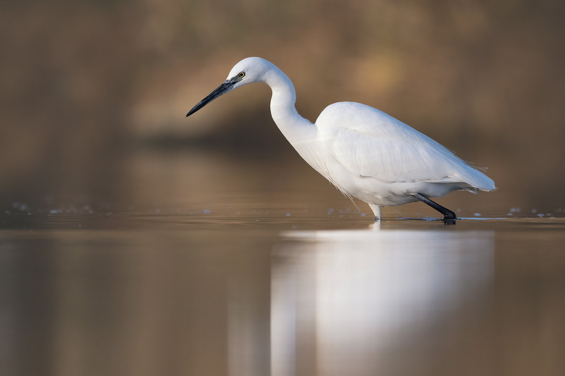 Little Egret