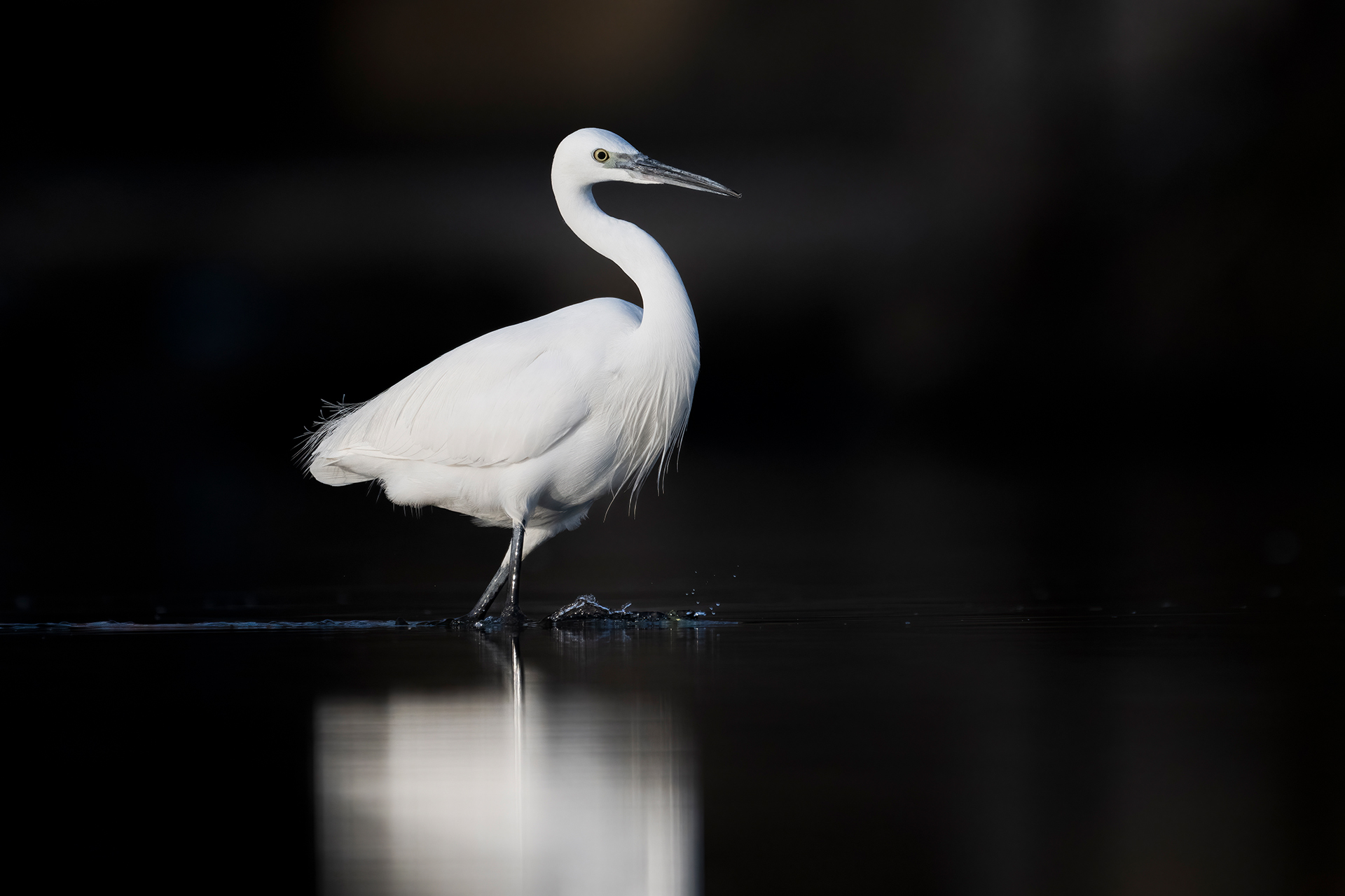 Little Egret