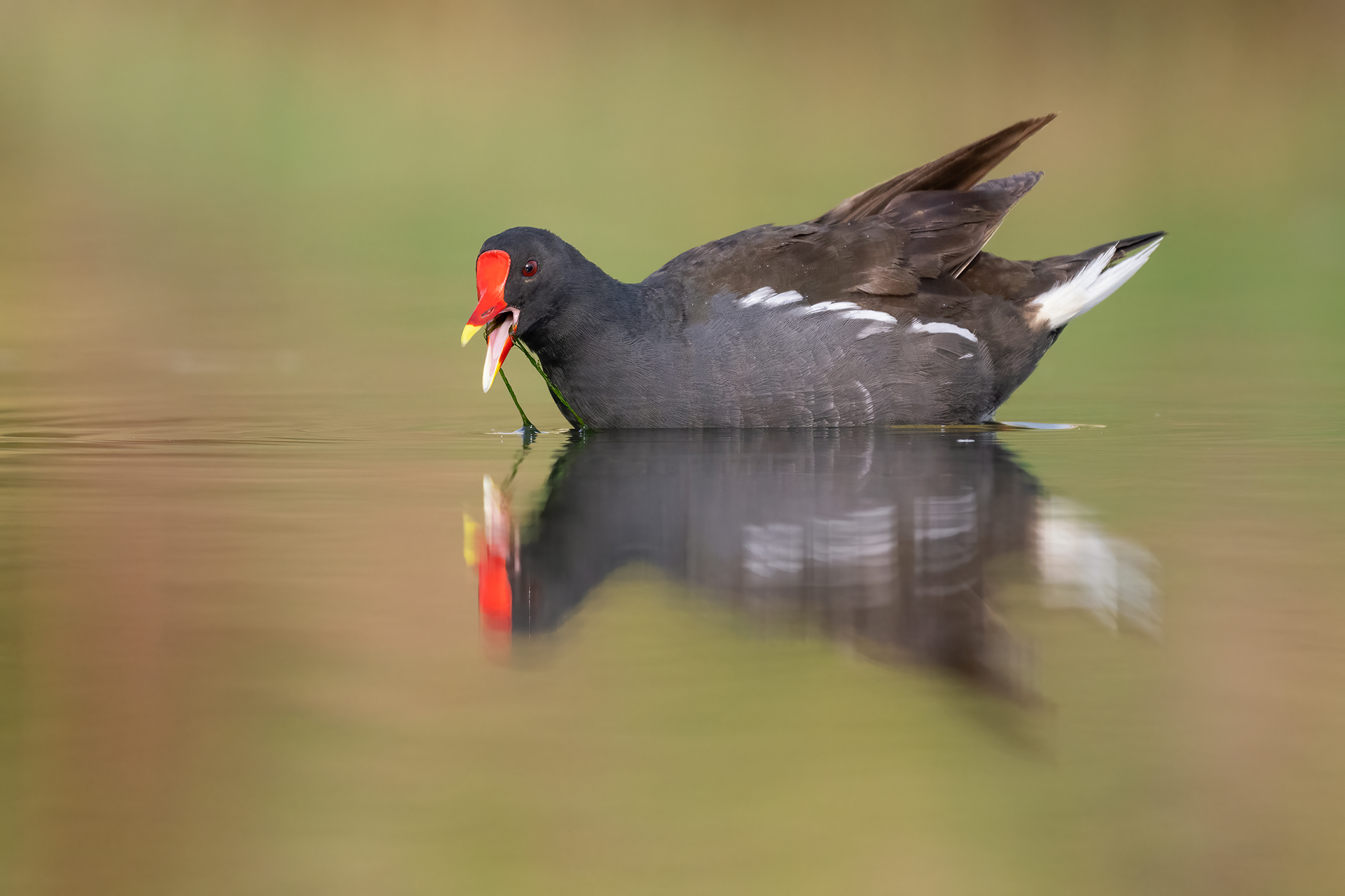 Moorhen