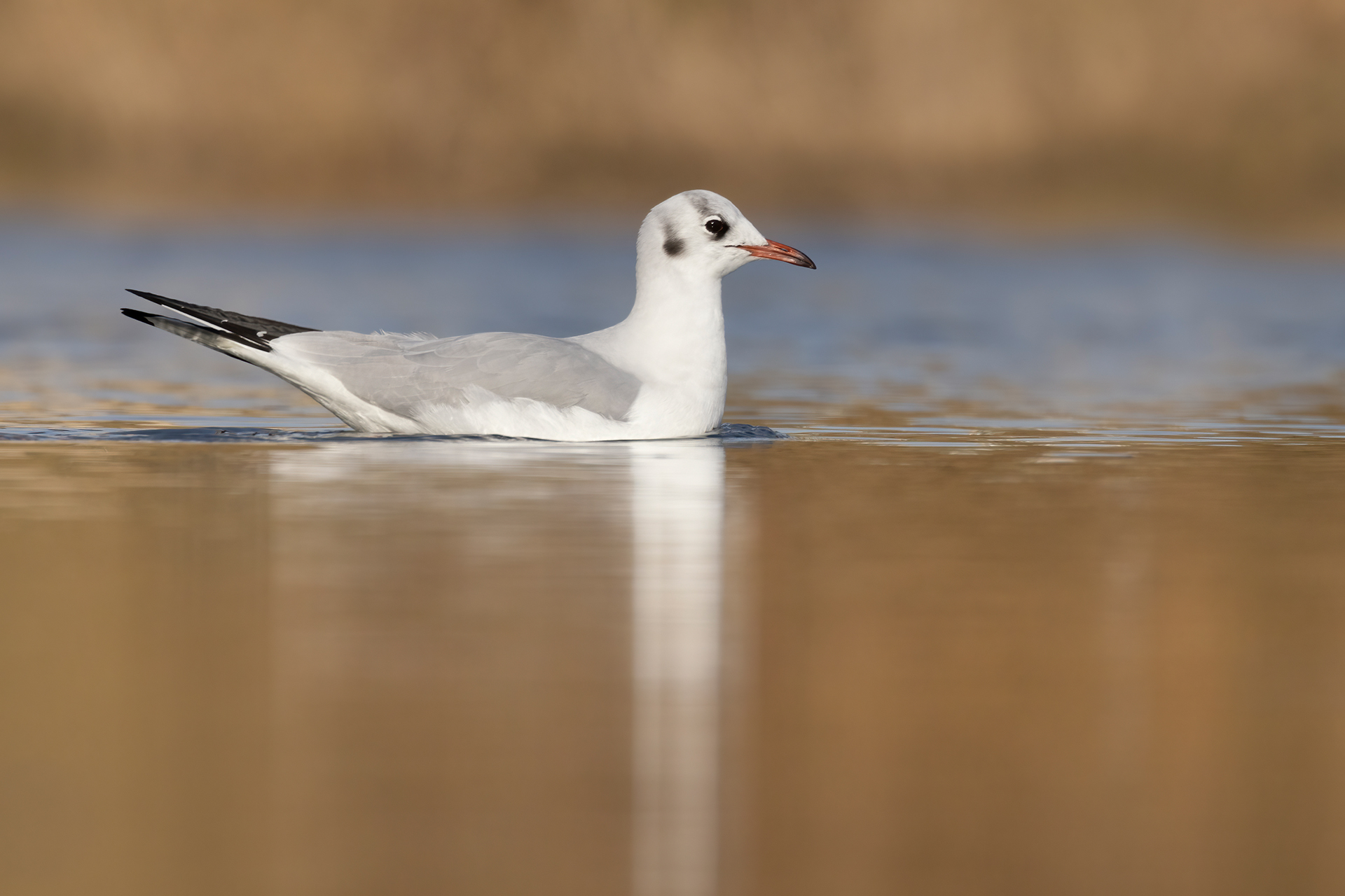 Black-headed gull