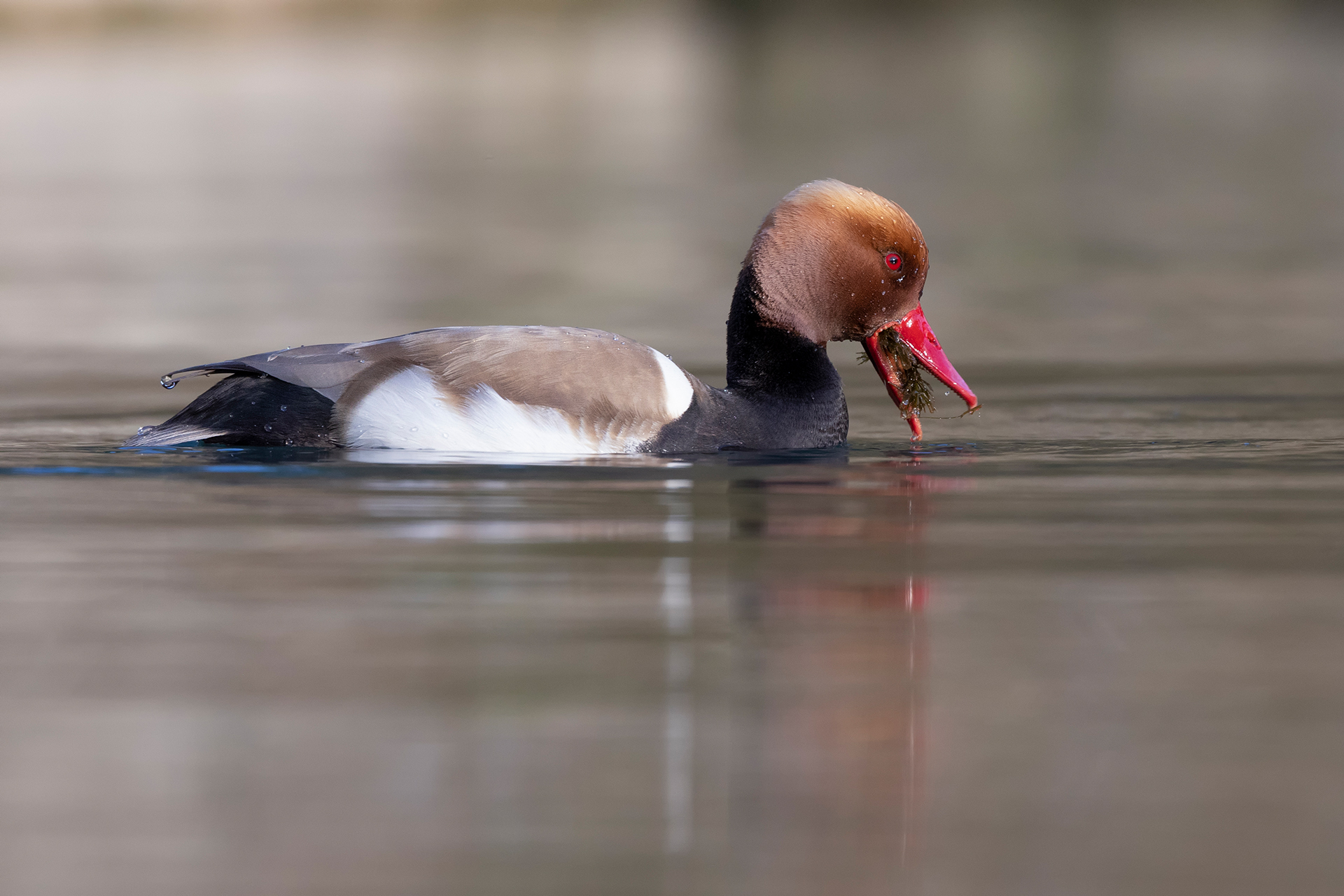 Pochard