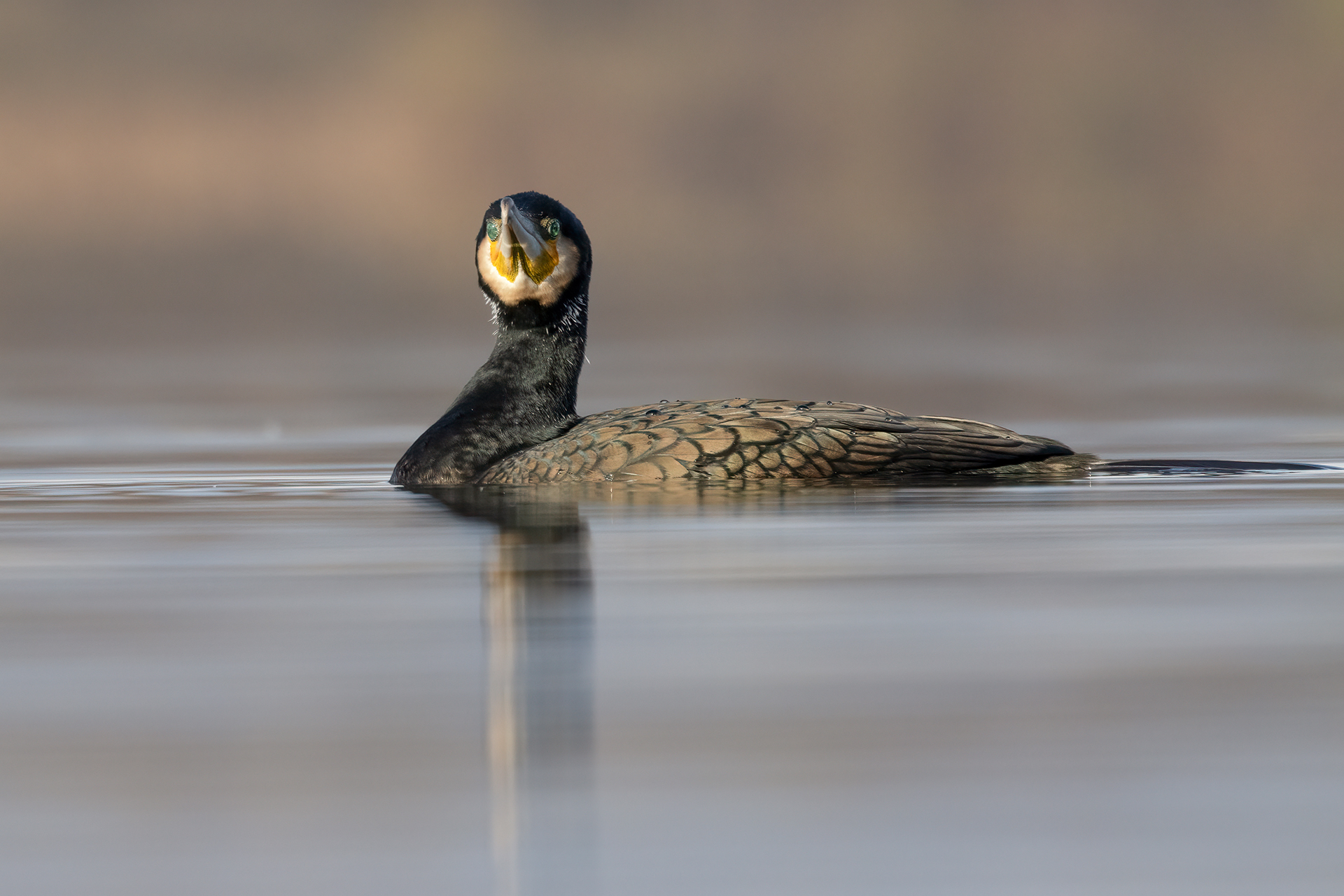 Cormorant
