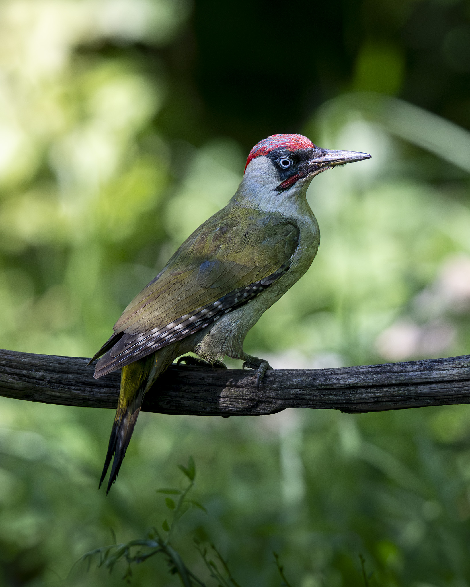 Picchio verde
