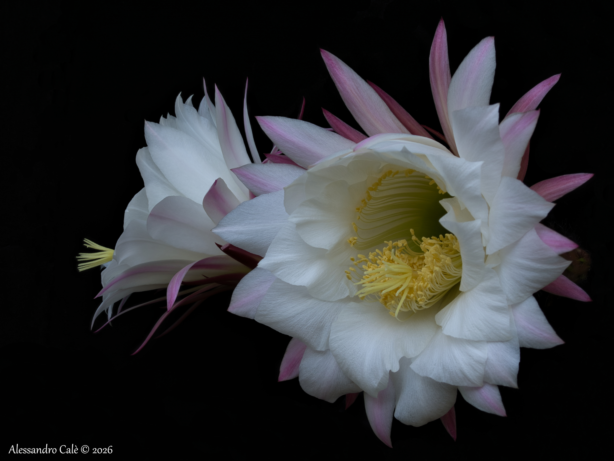 Ephiphyllum oxypetalum FS 0439_48.jpg