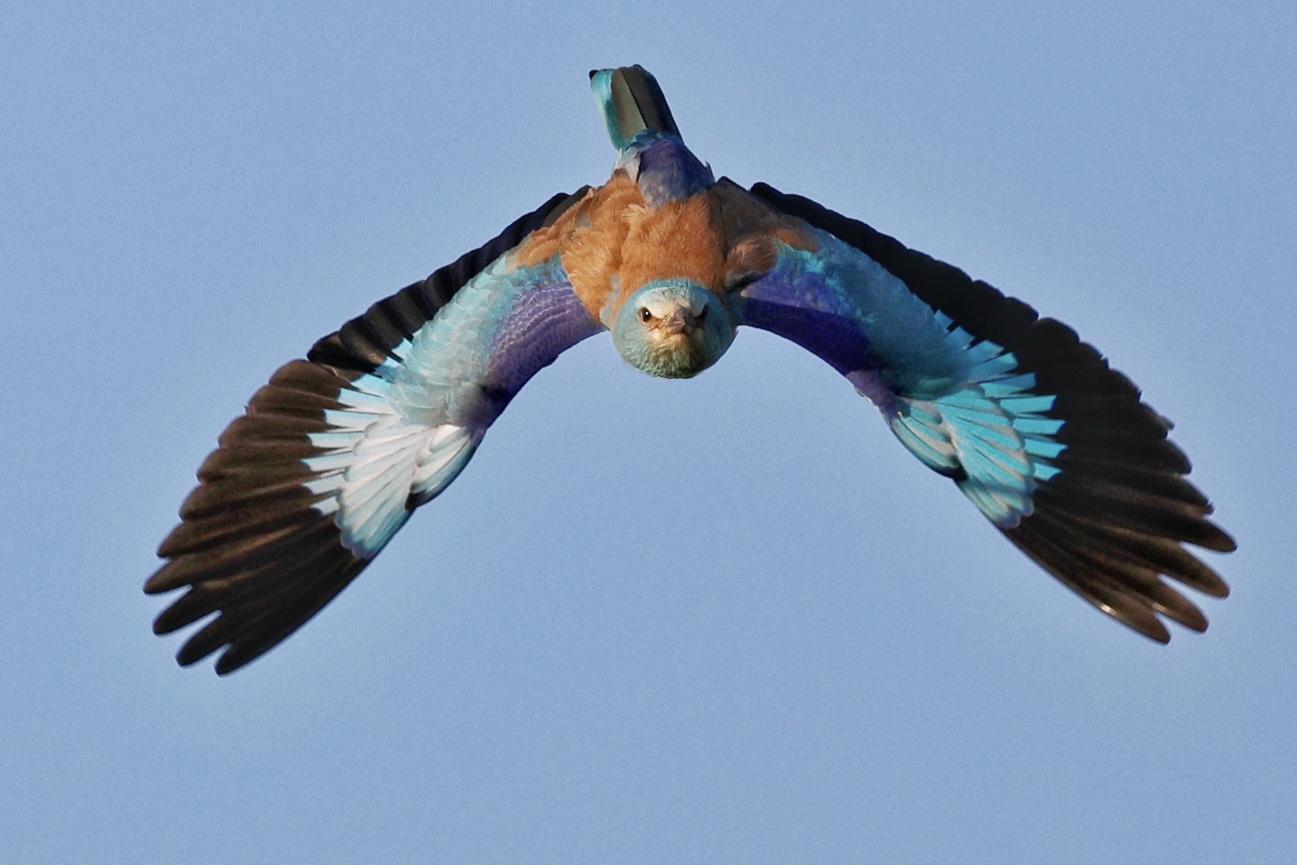 Jay