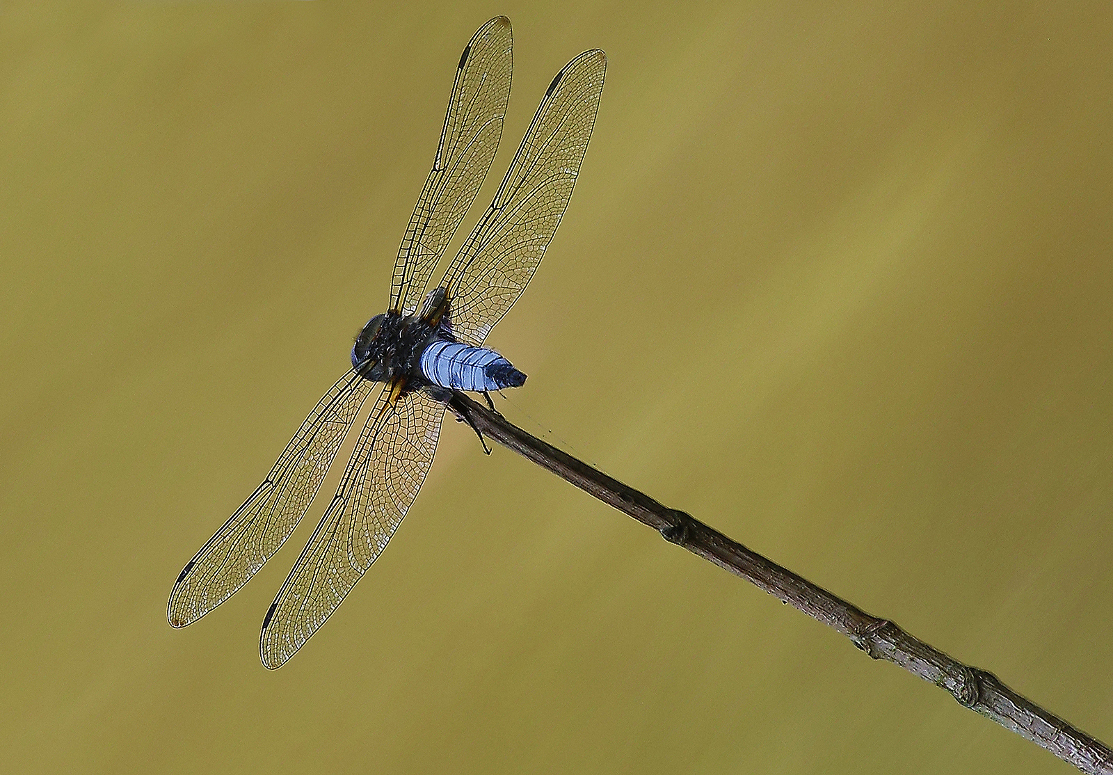 the dragonfly