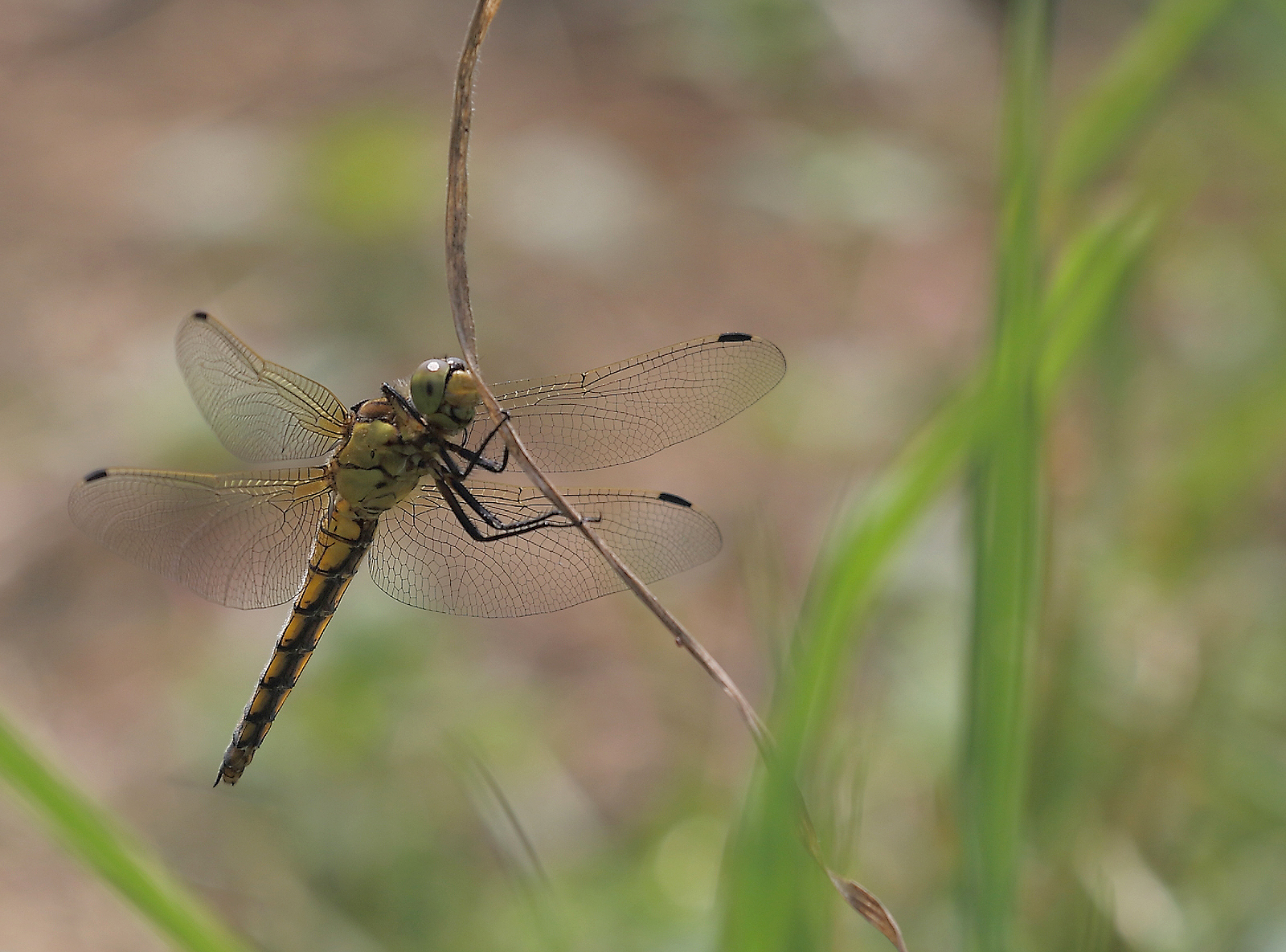libellula