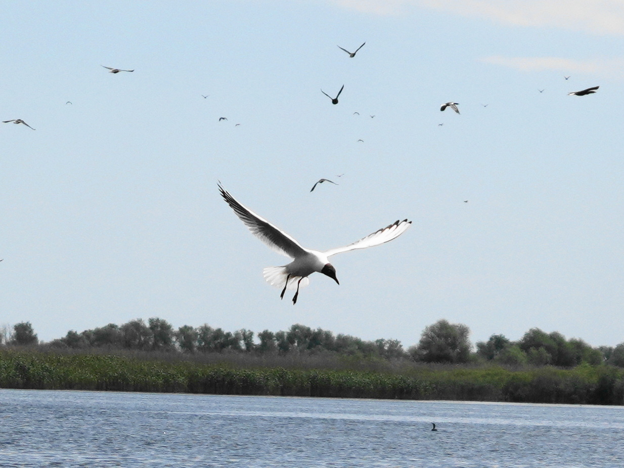 Black-headed Gull