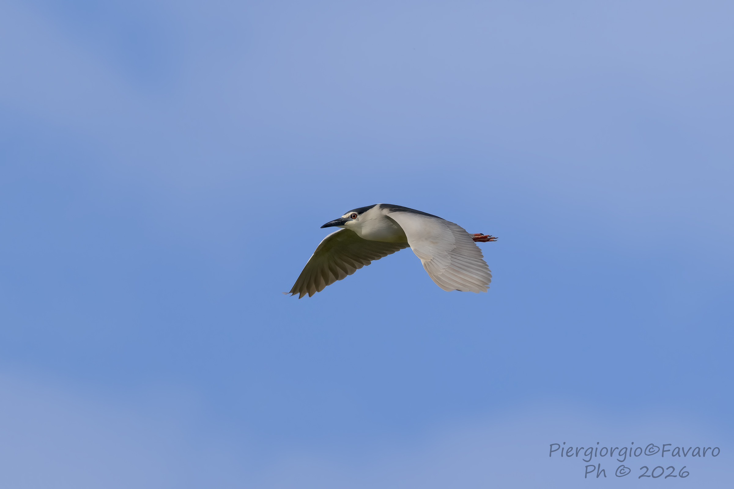 Night Heron.