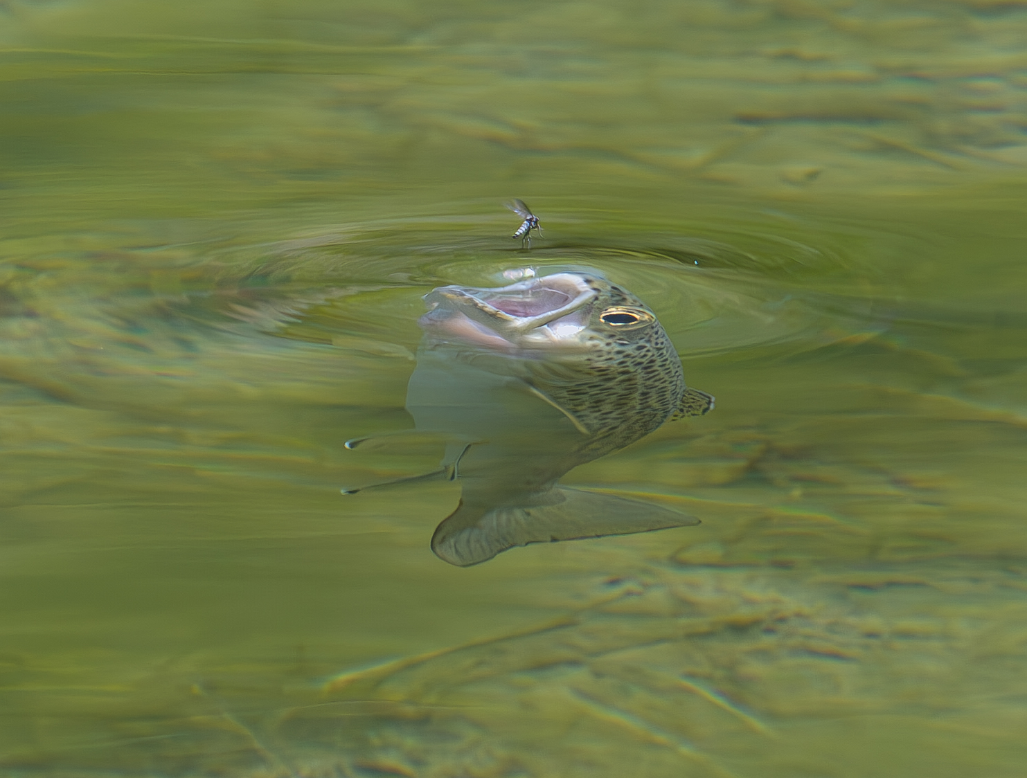 carpe diem... or diem trout?