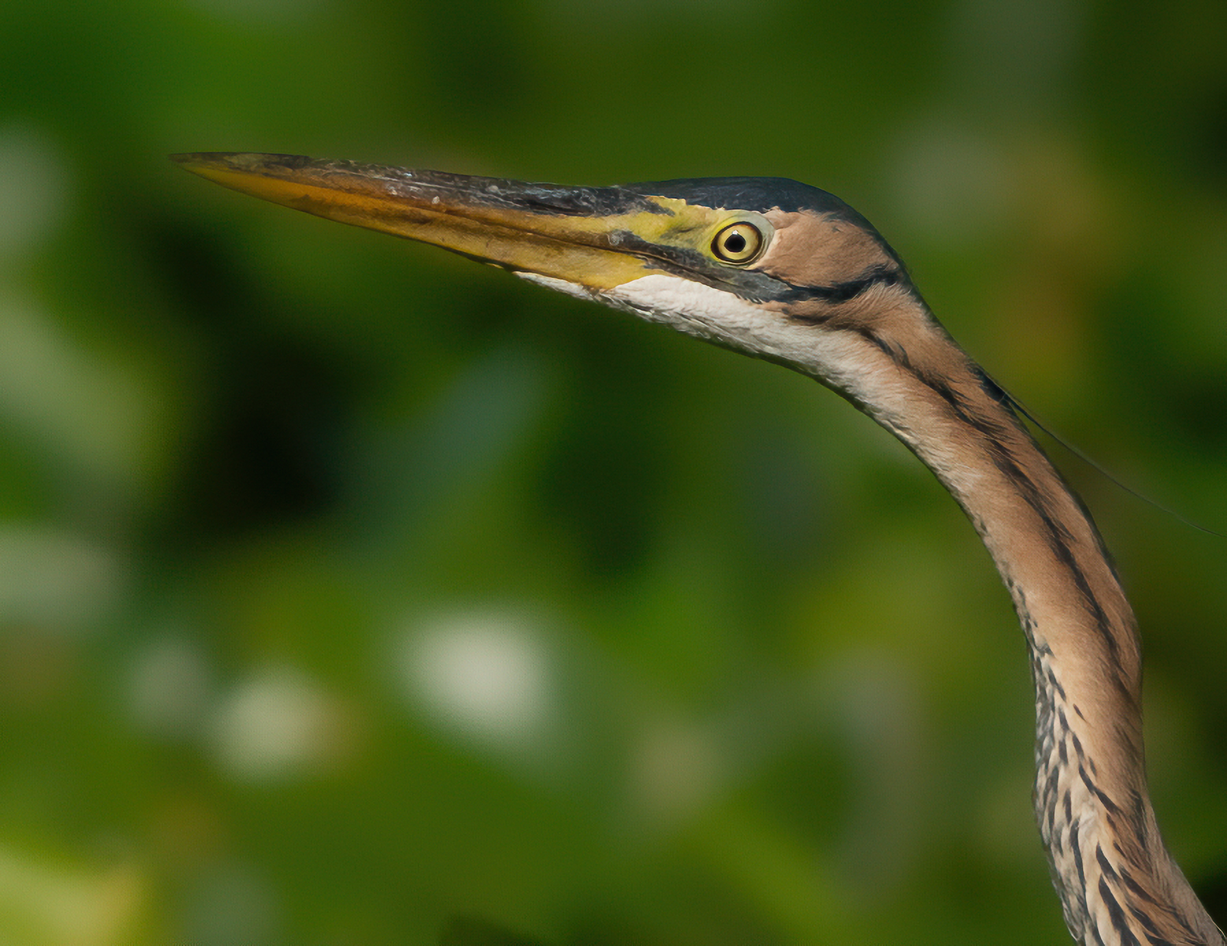 Close-up of the purple heron