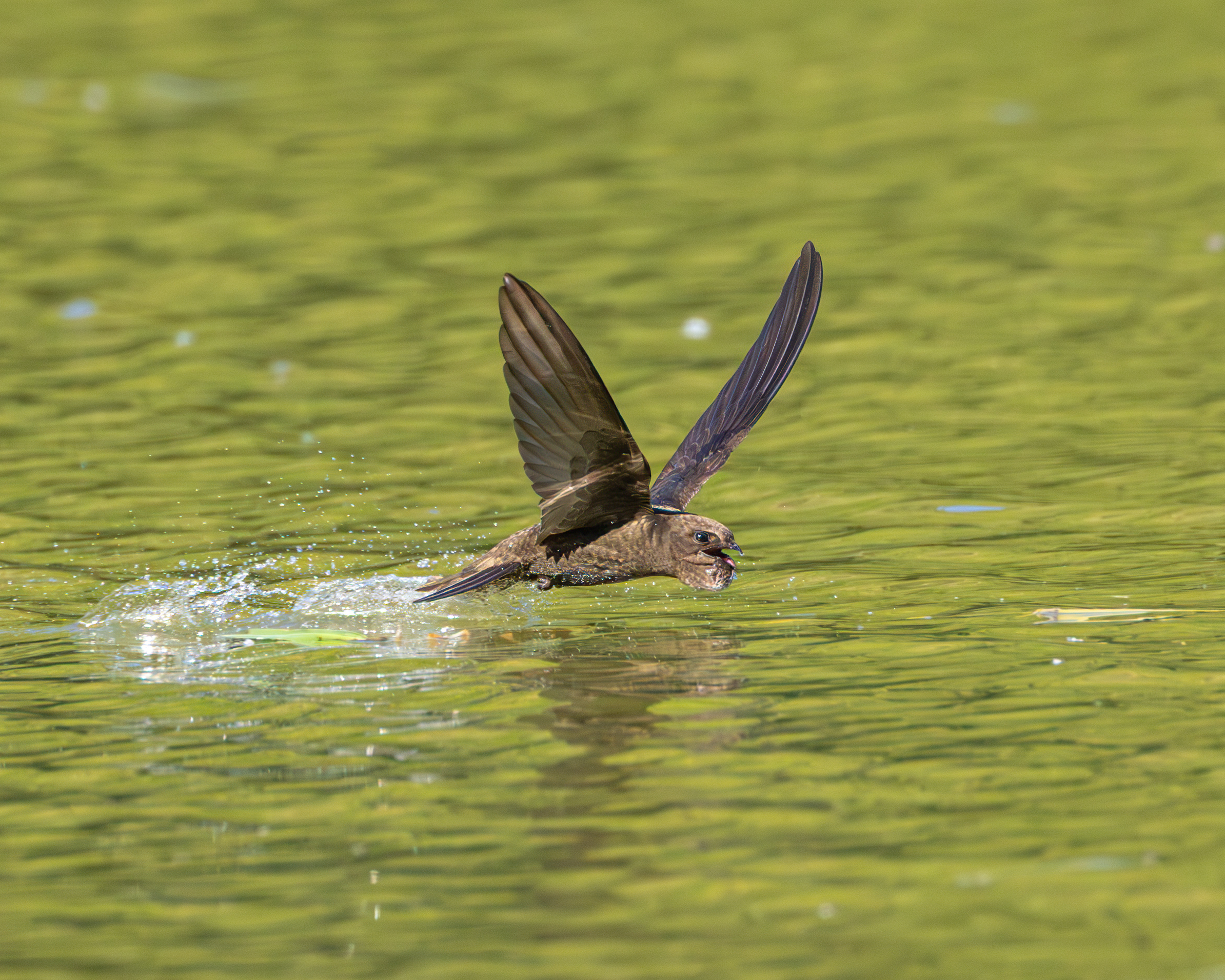 Swift in watering