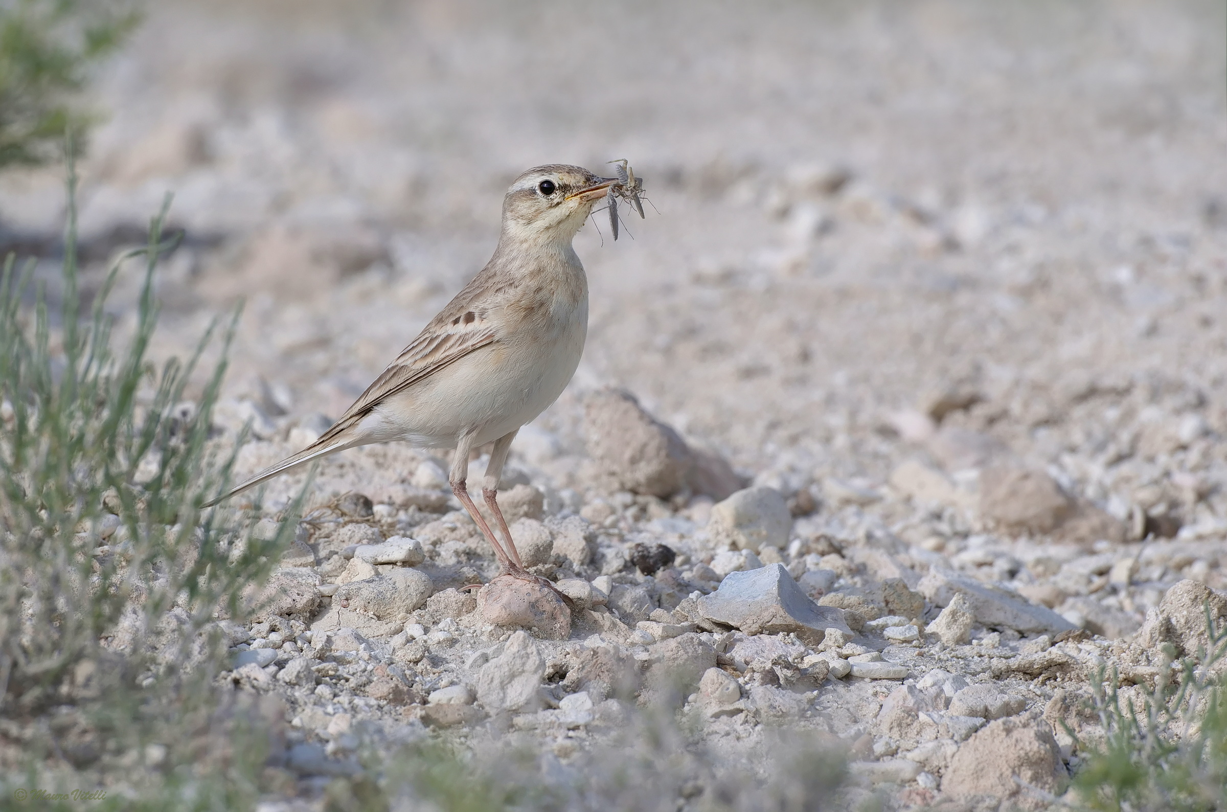 Calander (Anthus campestris)