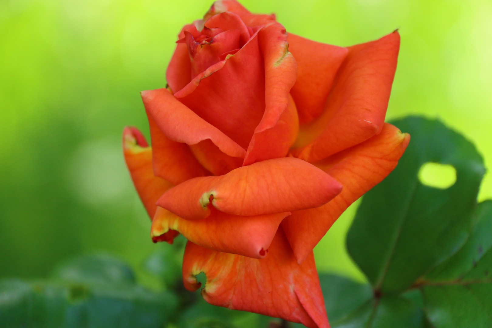 Rosa di Mattie