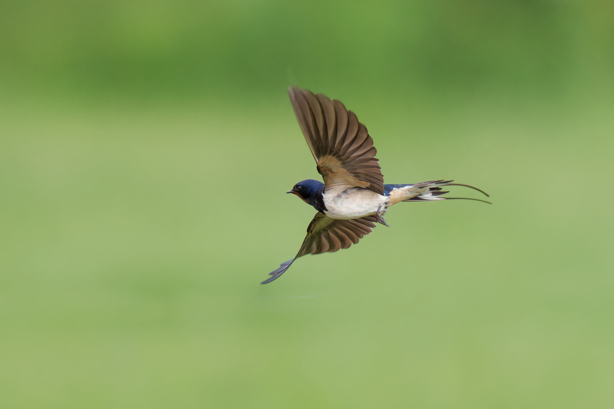 Swallow 1