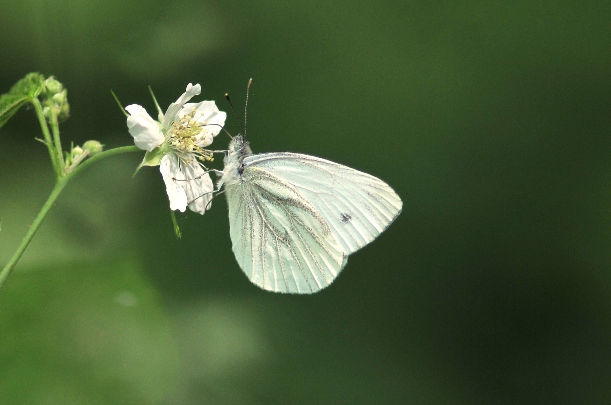 Pieris napi