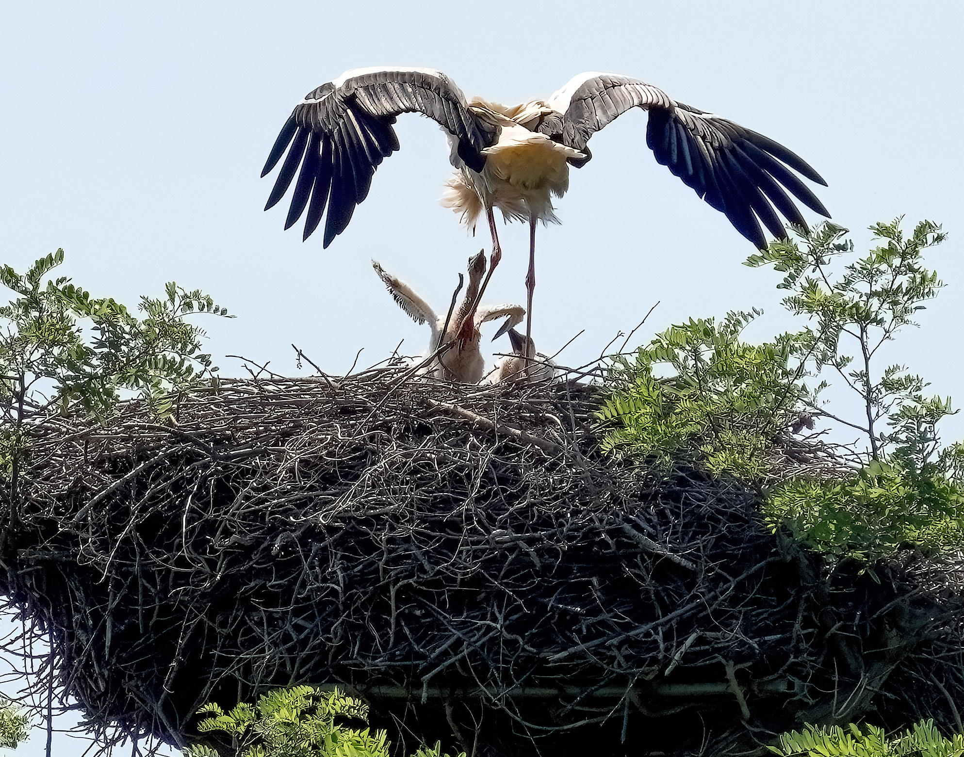 Hungry storks