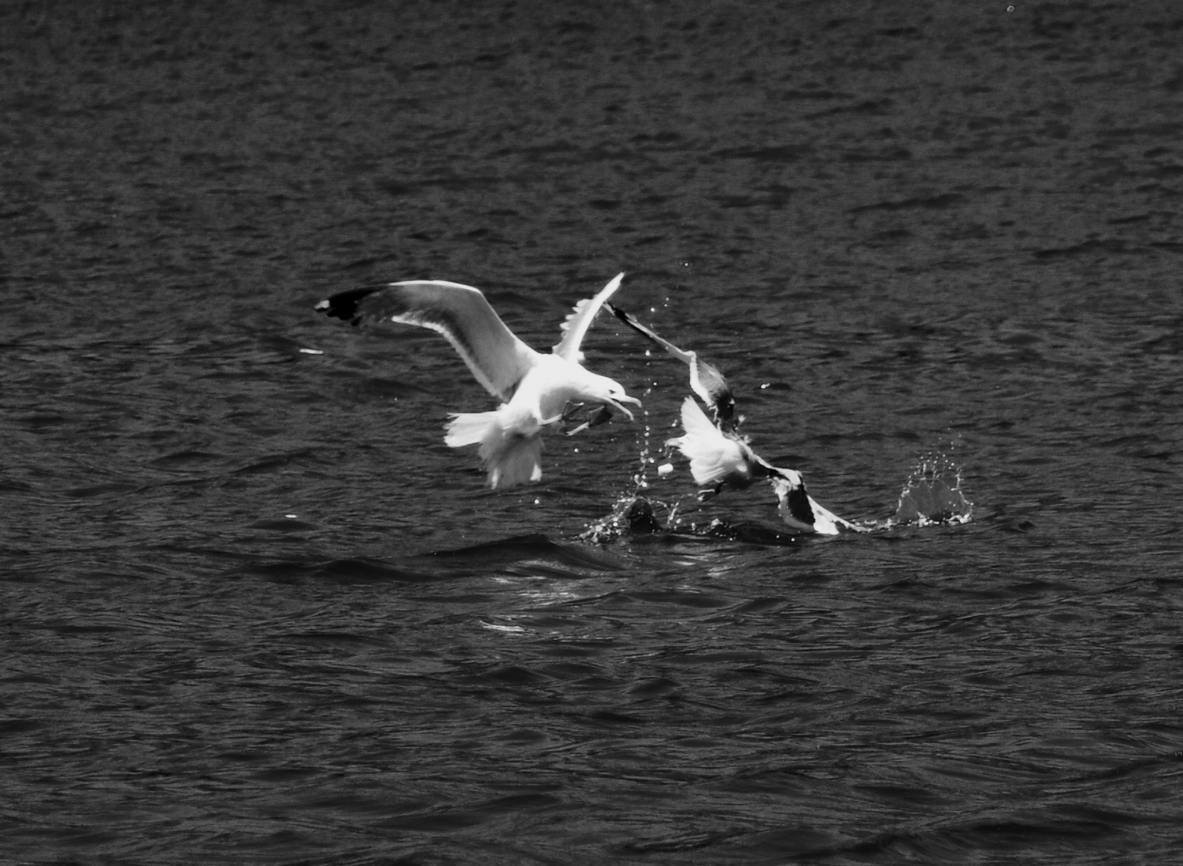 The gulls fight for a fish