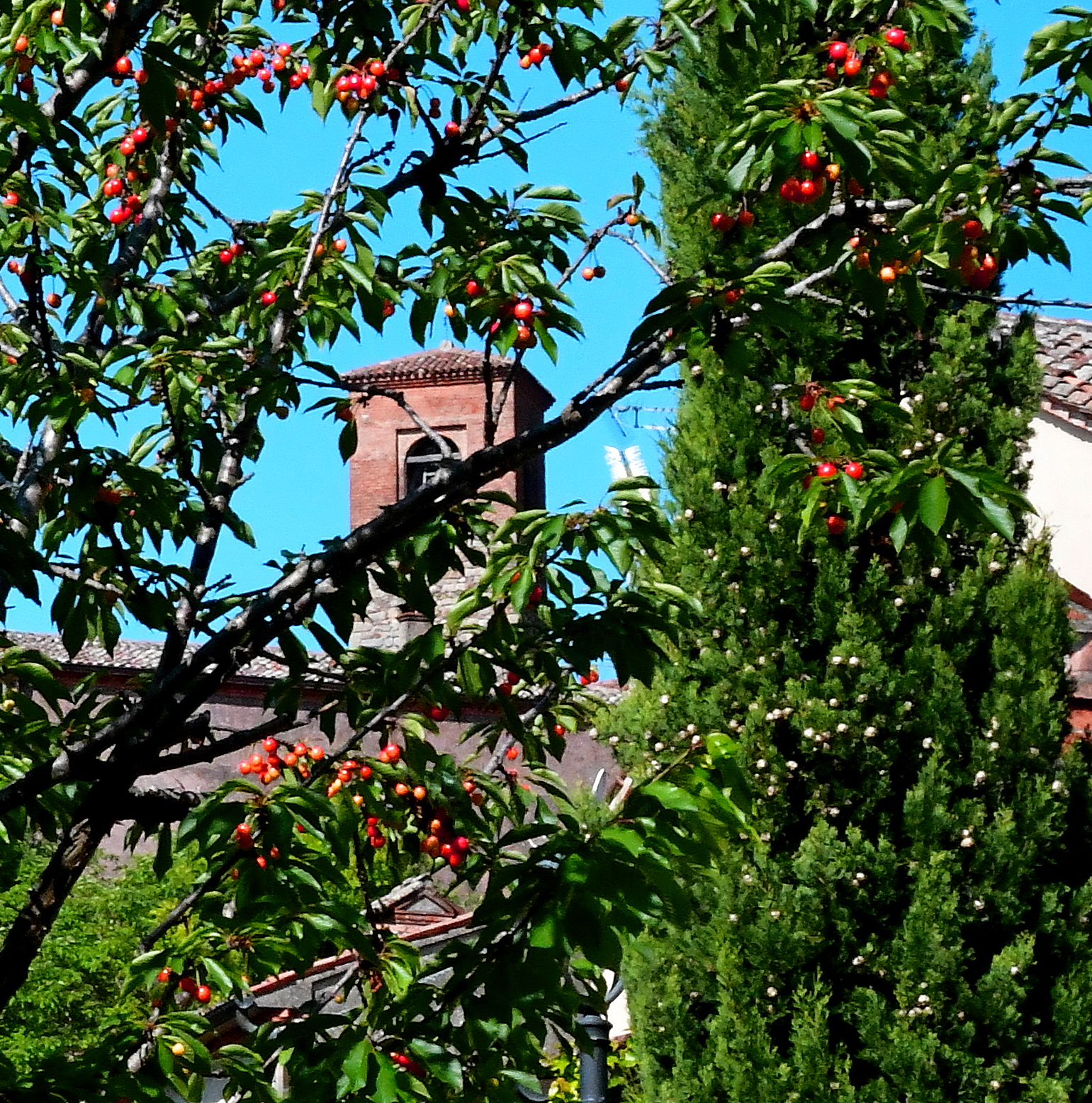 Il ciliegio