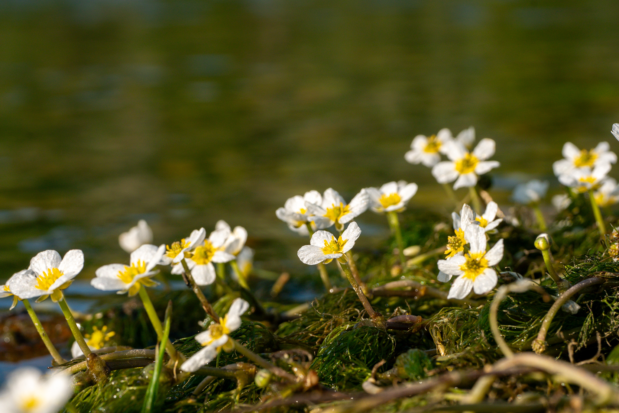 Ranunculus aquatilis on the Ticino
