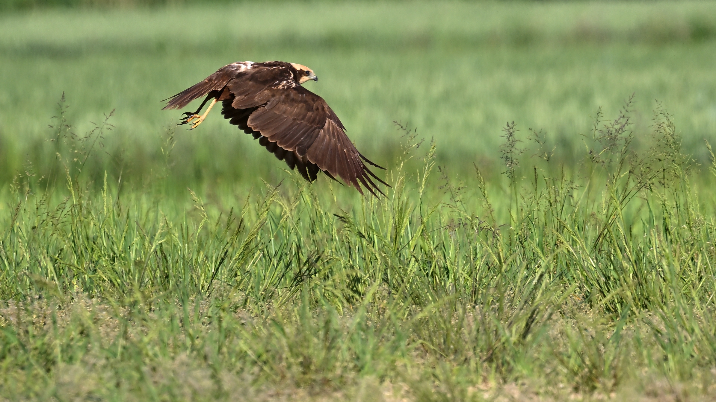 falco di palude