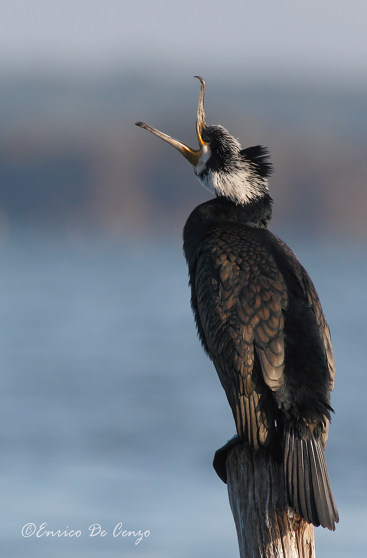 Cormorano