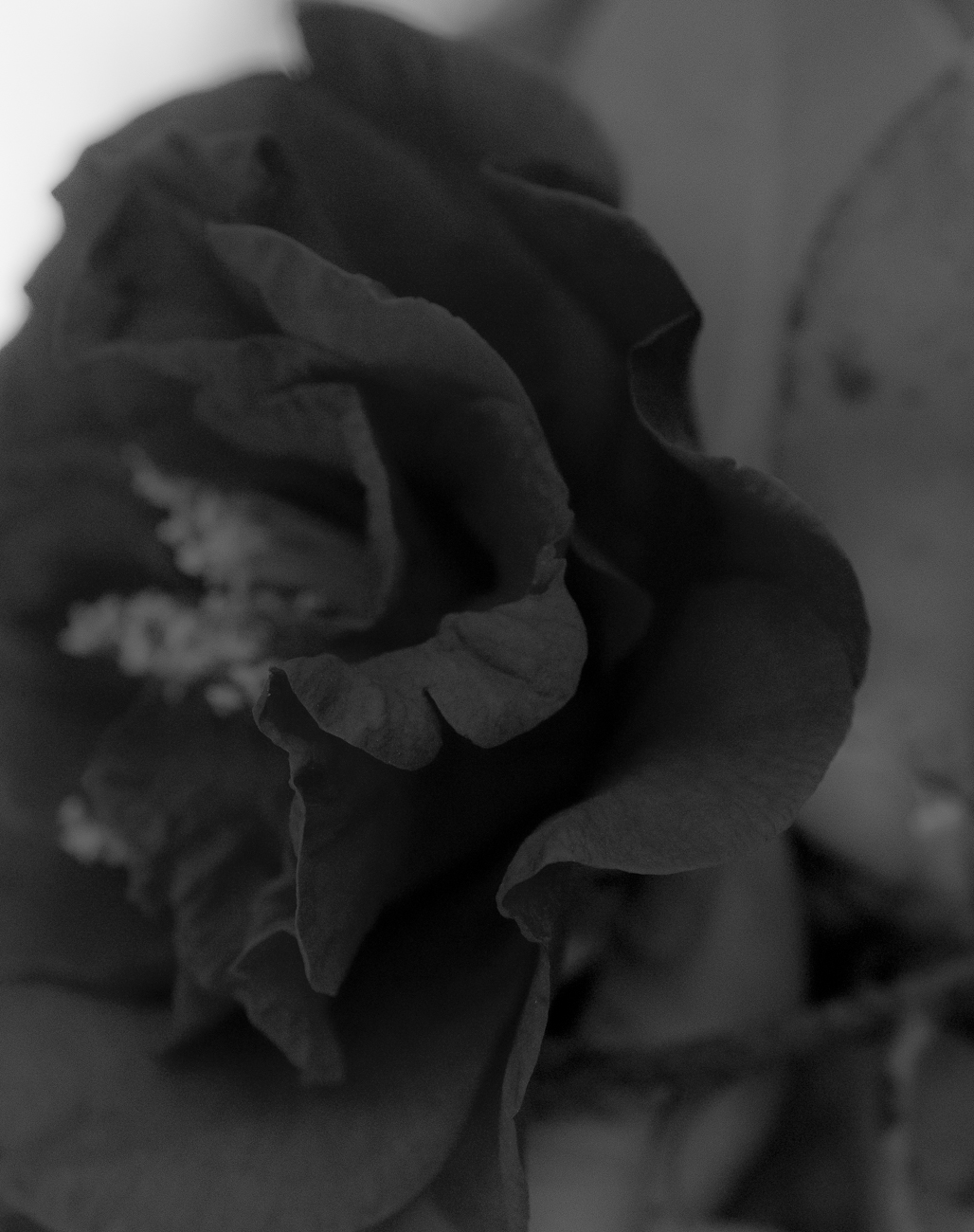 Untitled Photo