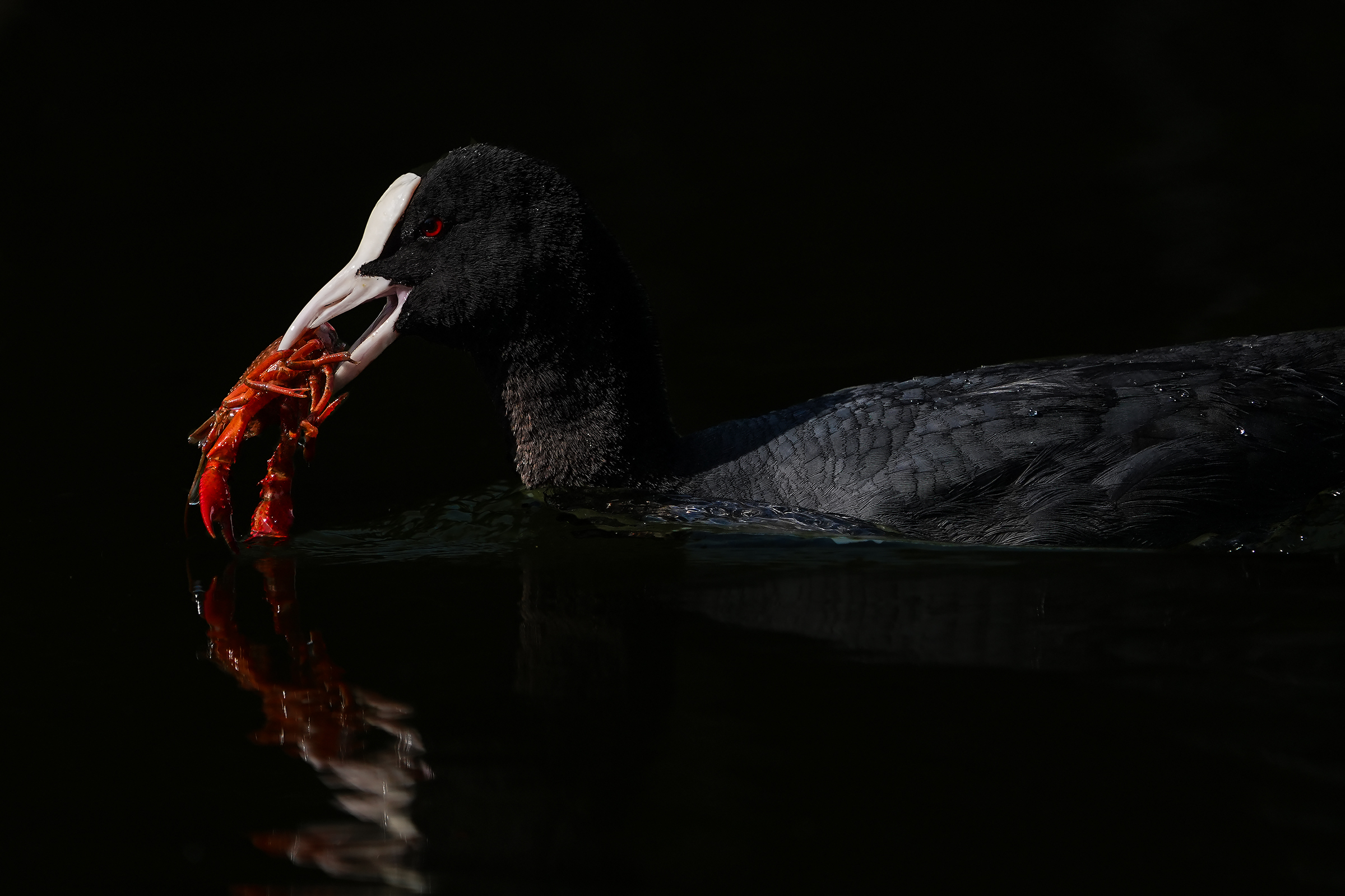a common coot