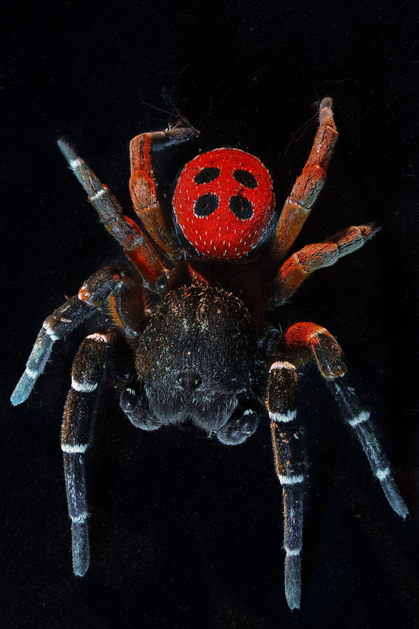 Ladybug spider