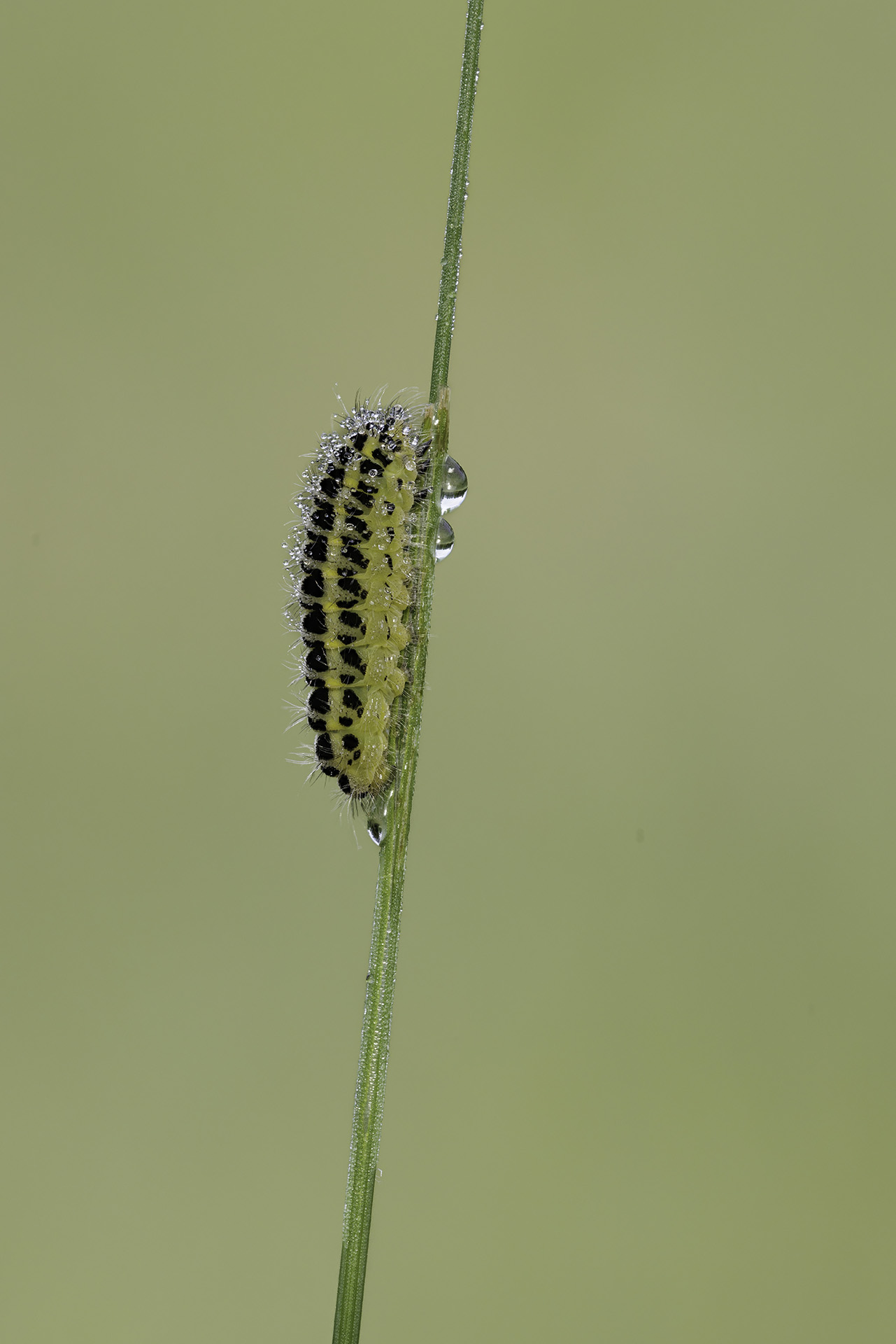 Zygaena filipendulae