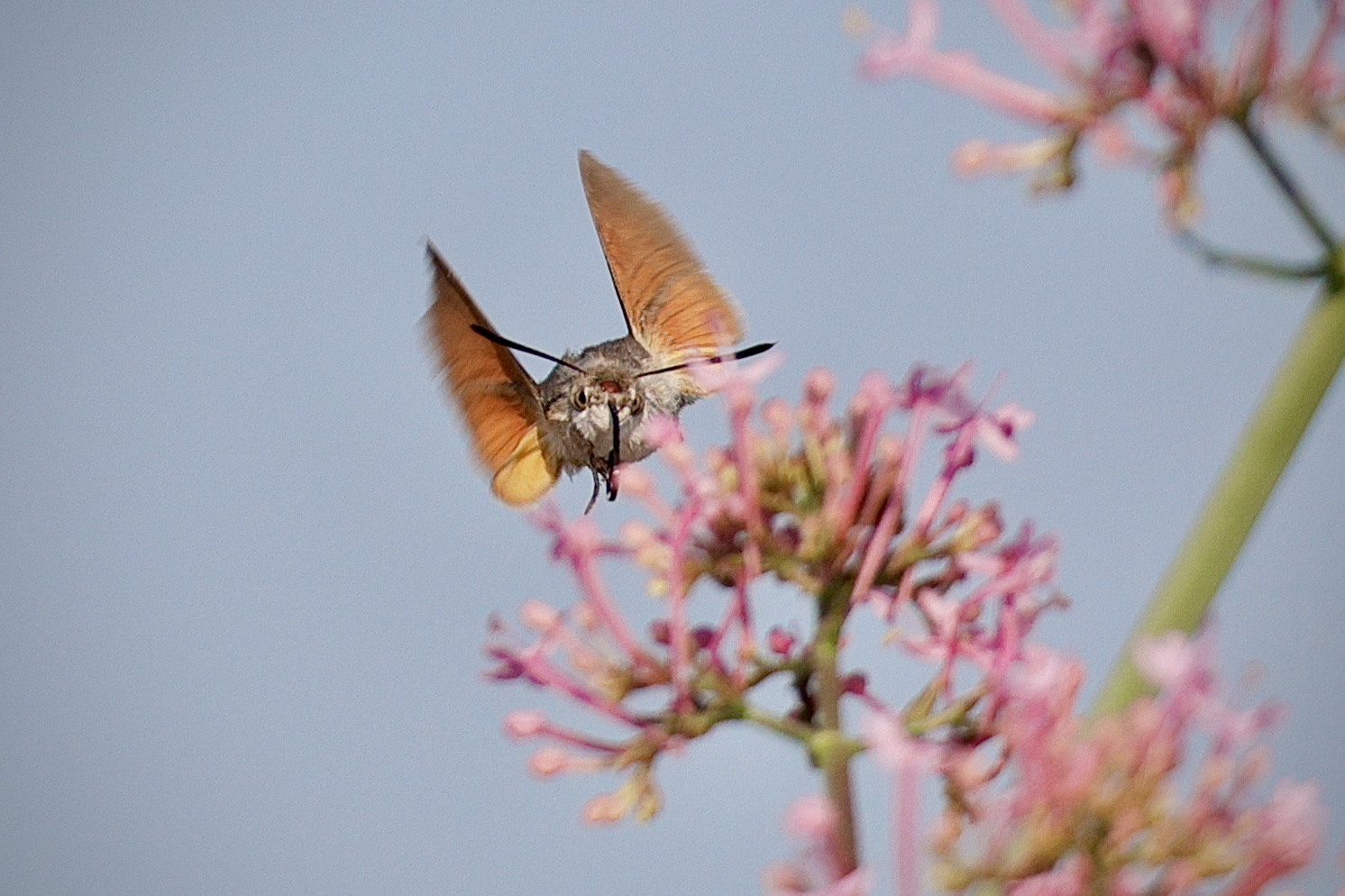 Galium Sphinx