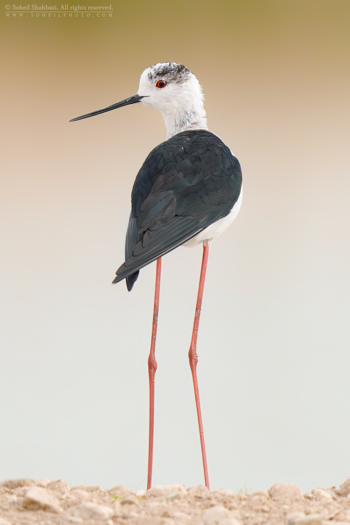 Stilt