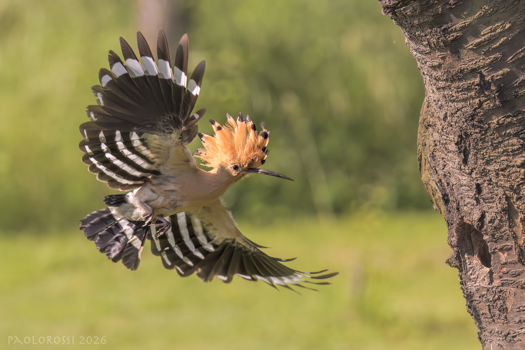 Towards the nest...