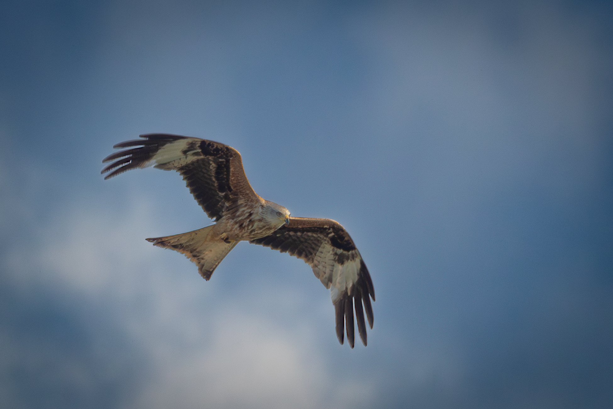 Black Kite
