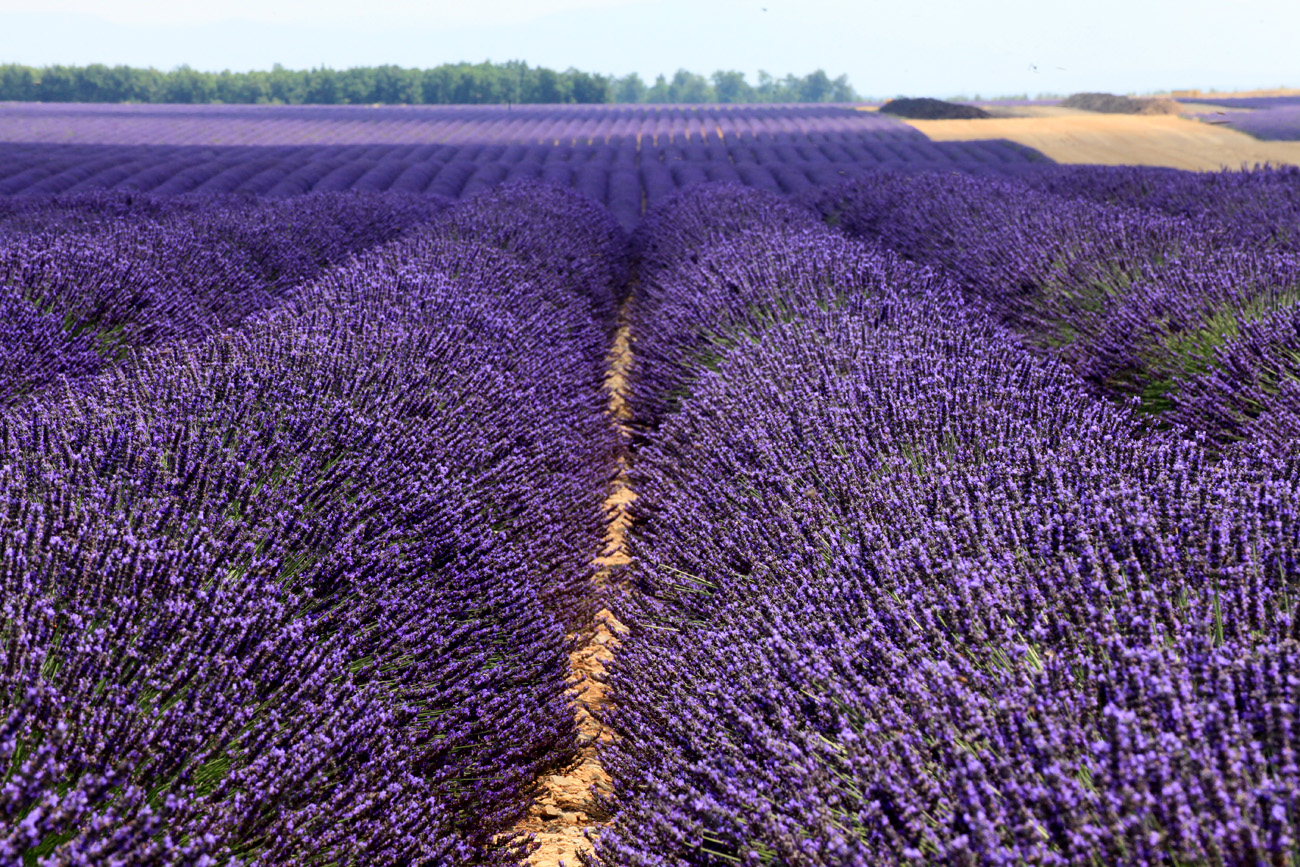 yet lavender