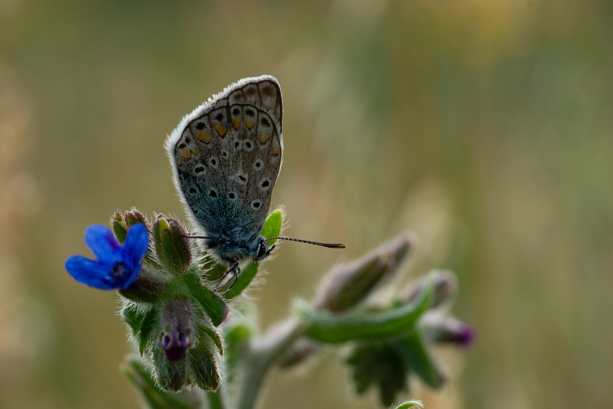 Common Blue