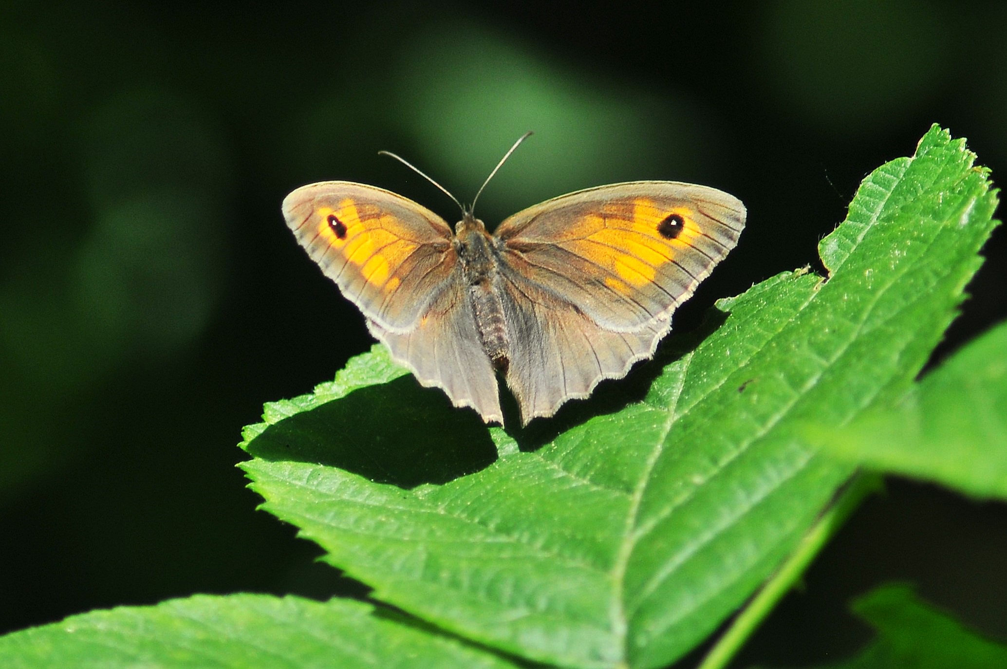 Maniola jurtina