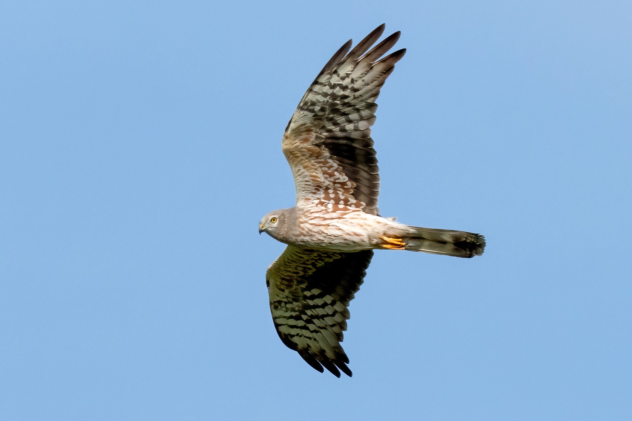 Montagu's Harrier (Circus pygargus) - immature male