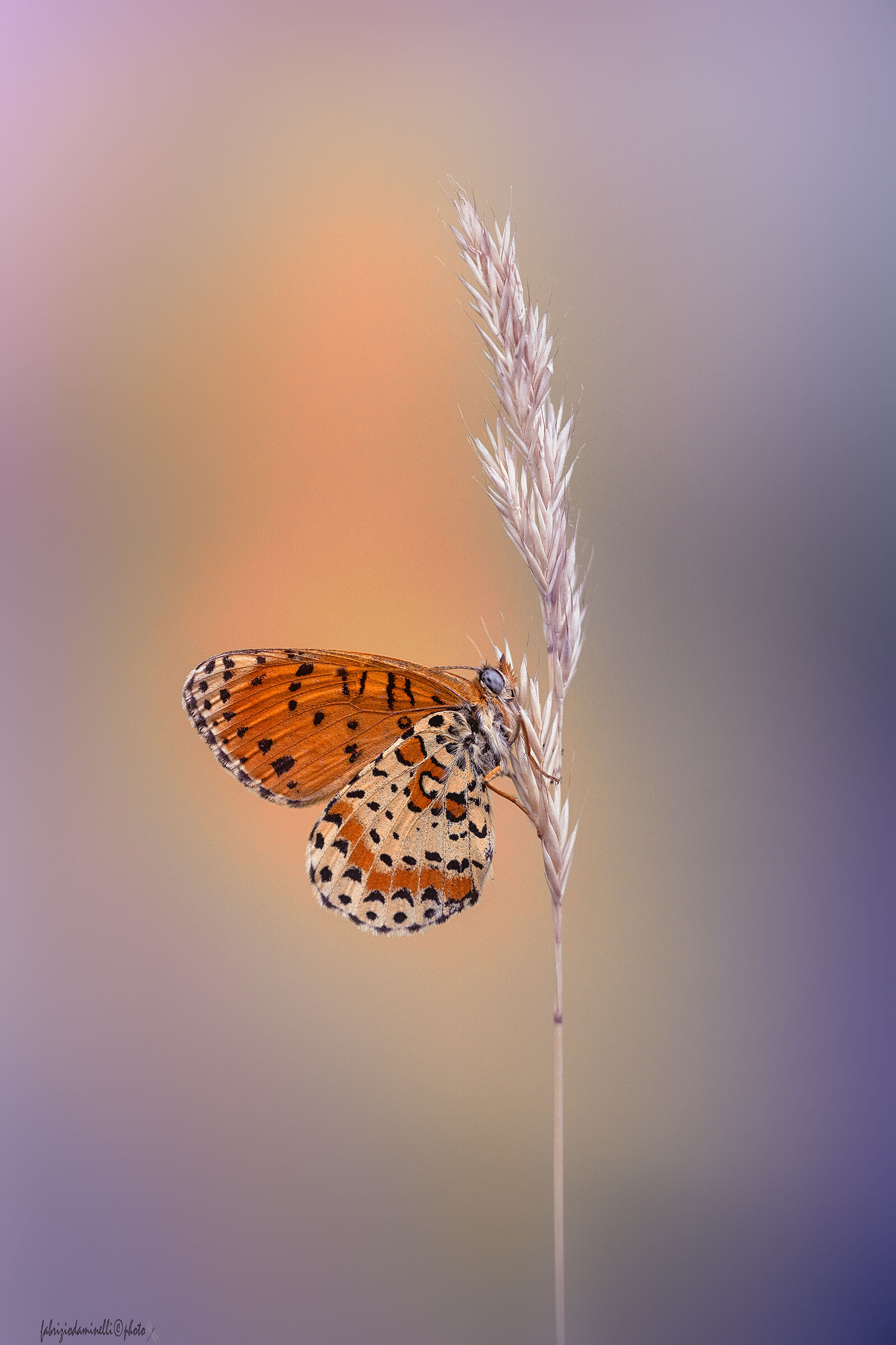 Melitaea didyma