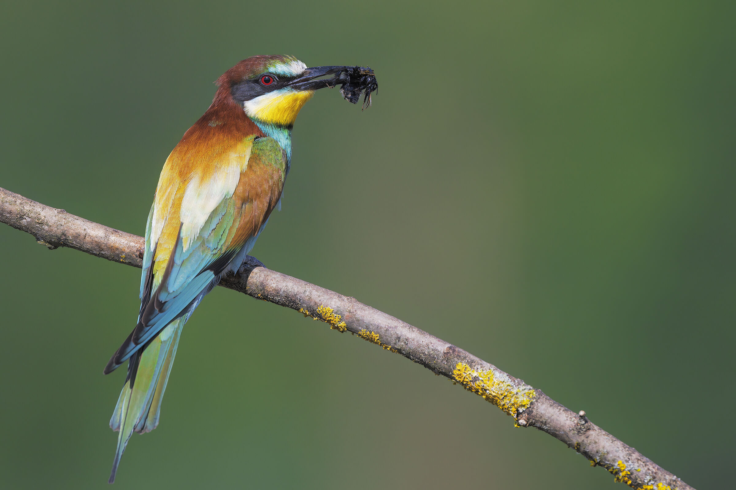 Bee-eater
