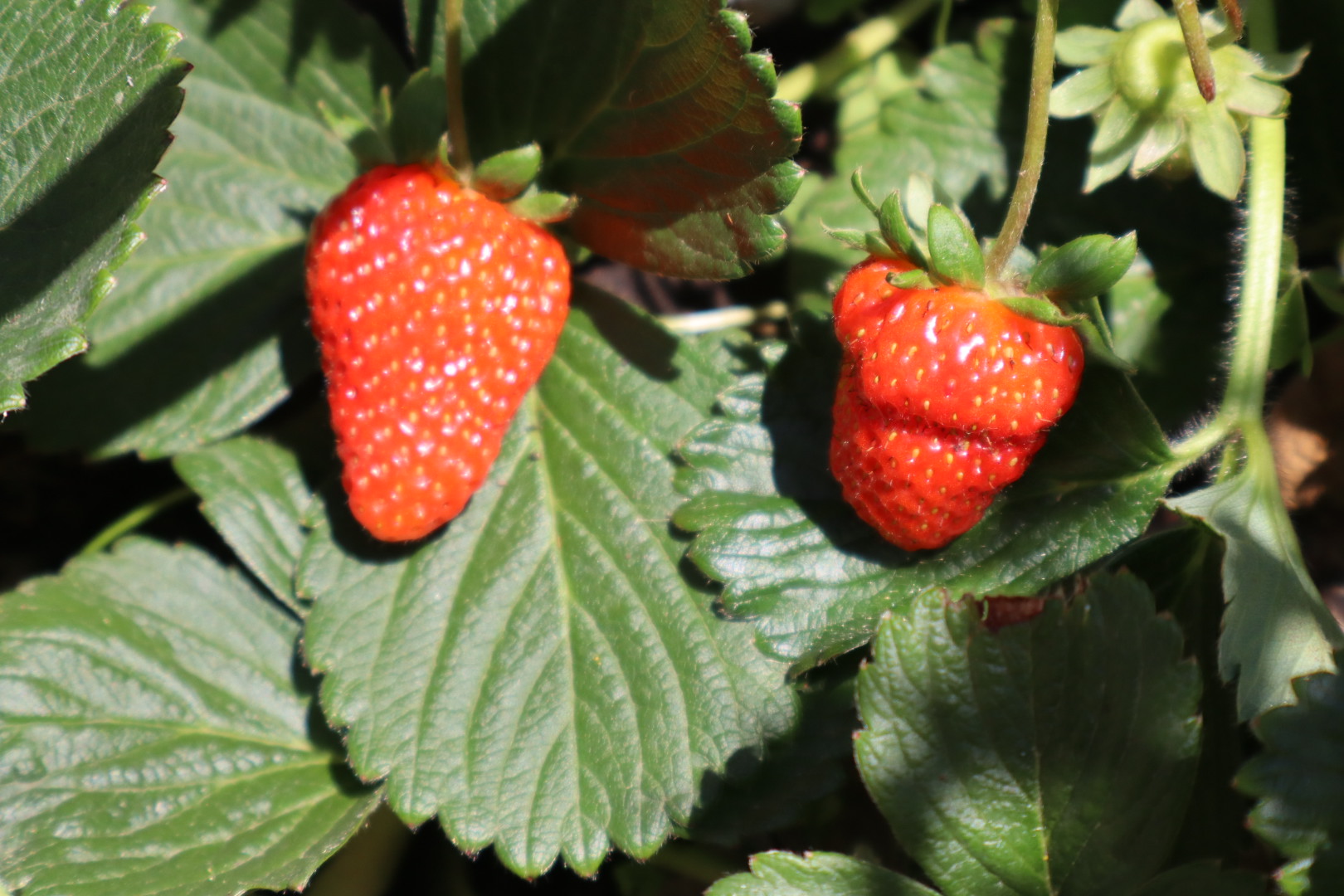 Our strawberries
