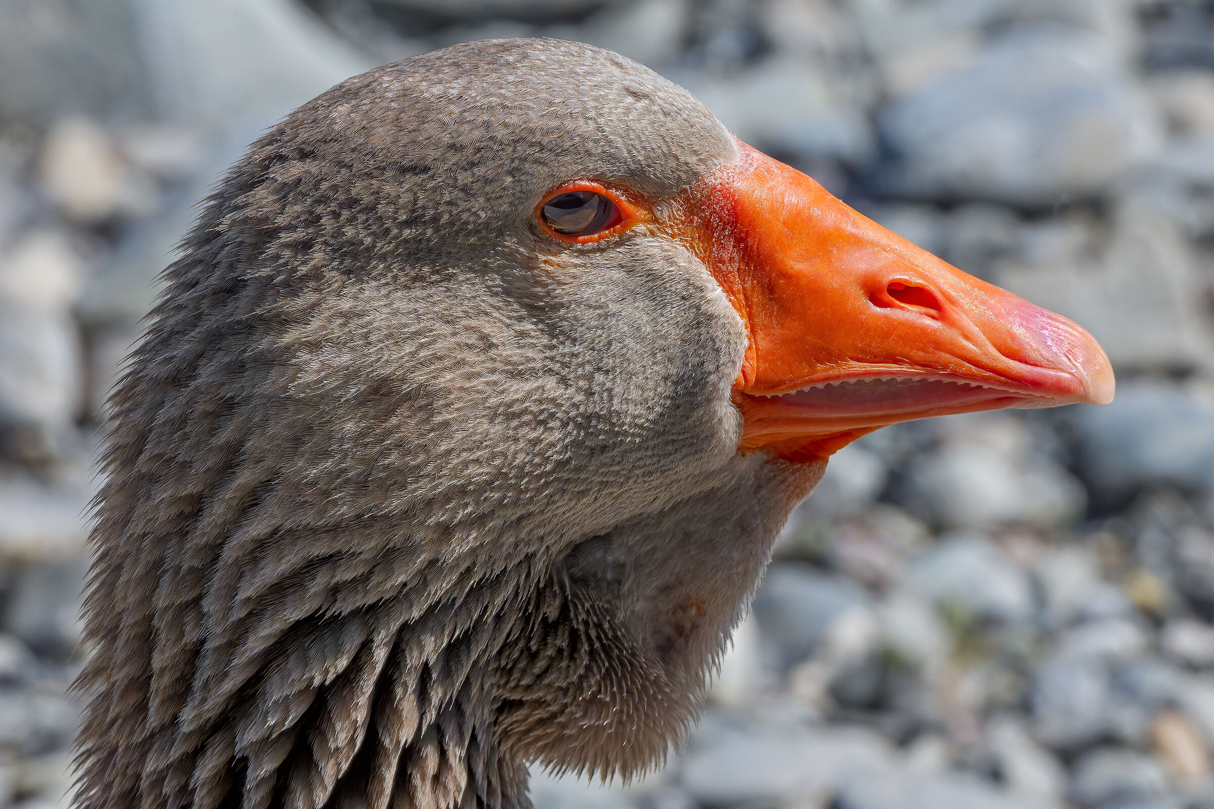 The Goose's Grin