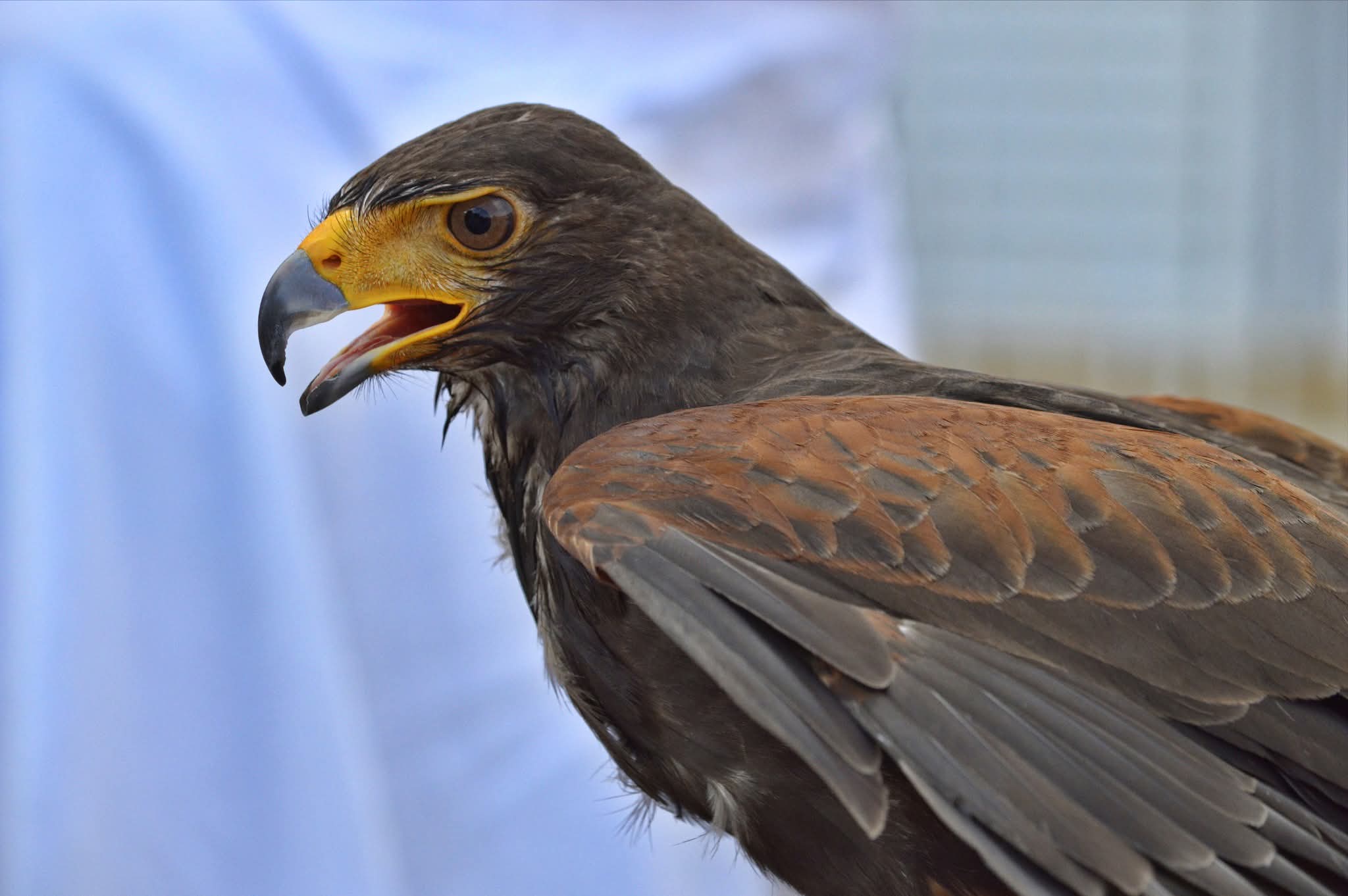 Buzzard