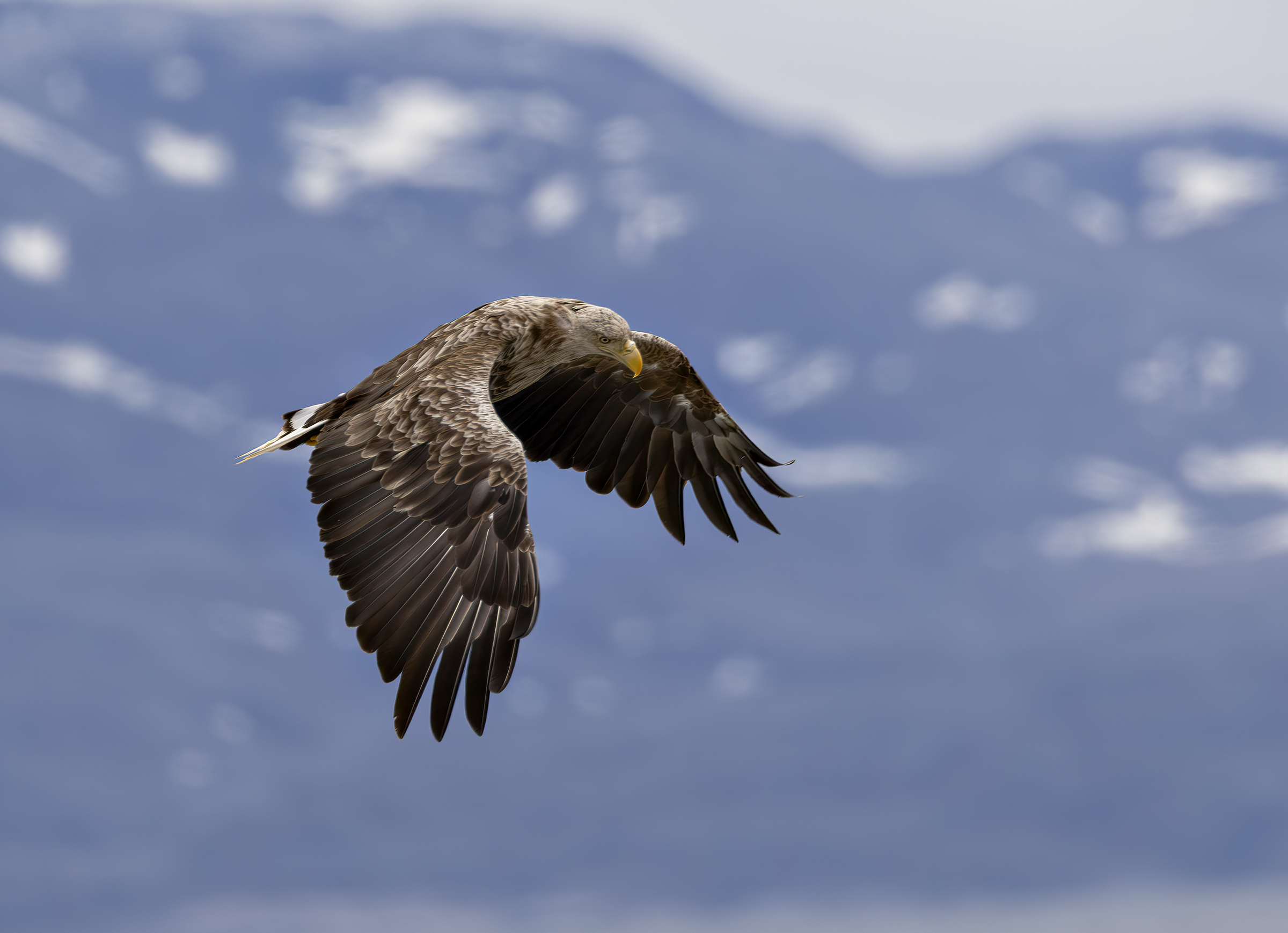 Aquila di mare dalla coda bianca