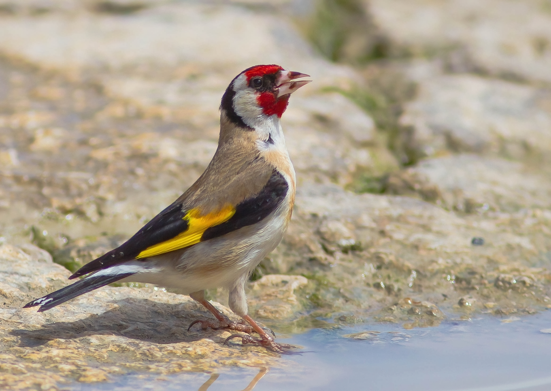 Cardellino