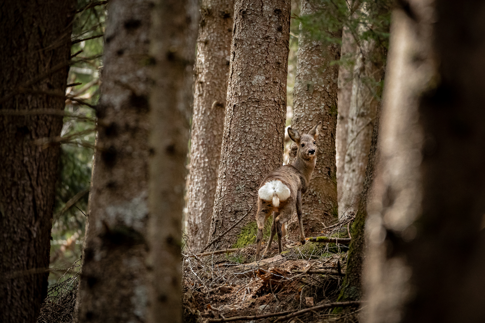 roe deer